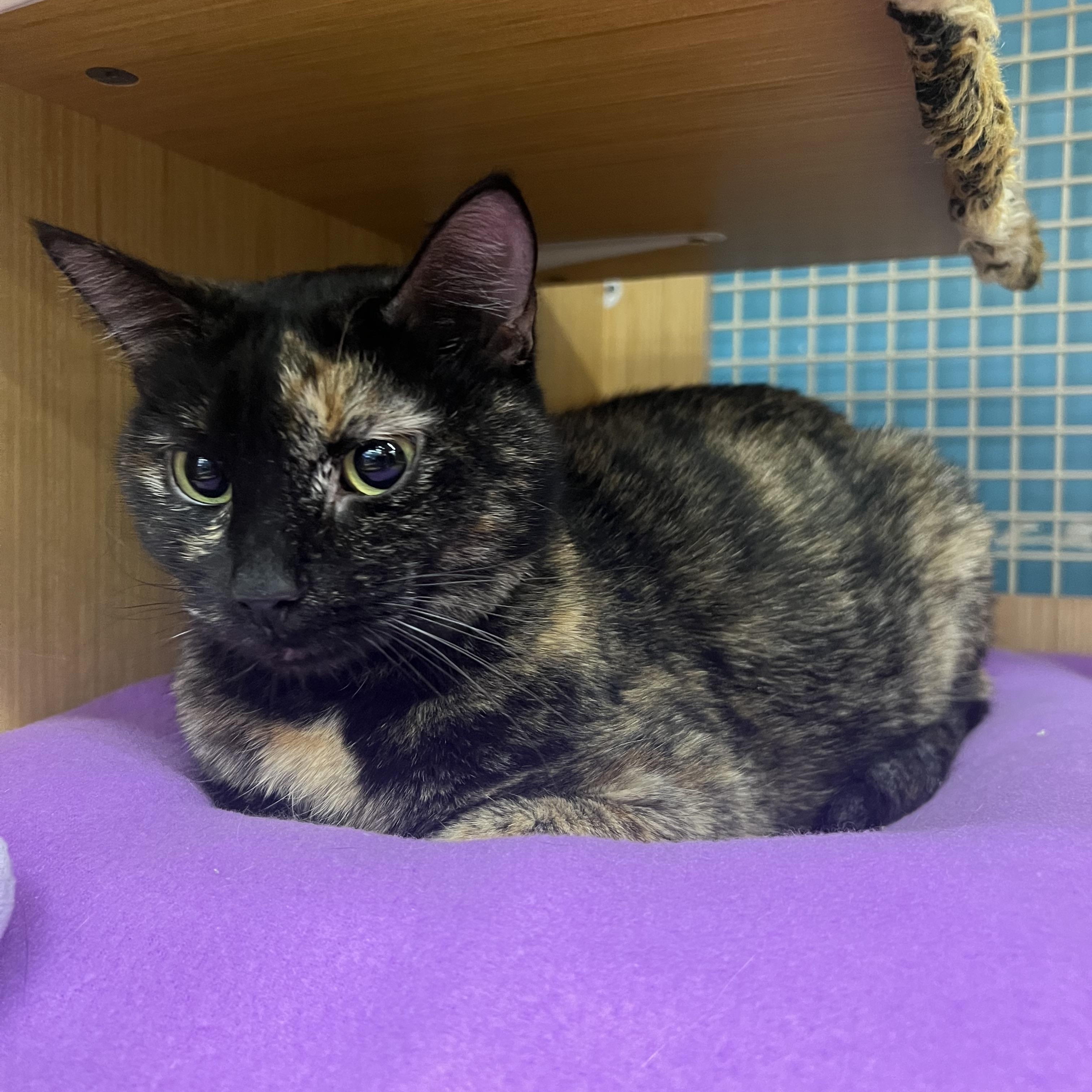 Enlarge Daffodil , a ADOPTABLE Domestic Short Hair in Manhattan, KS image 1/1