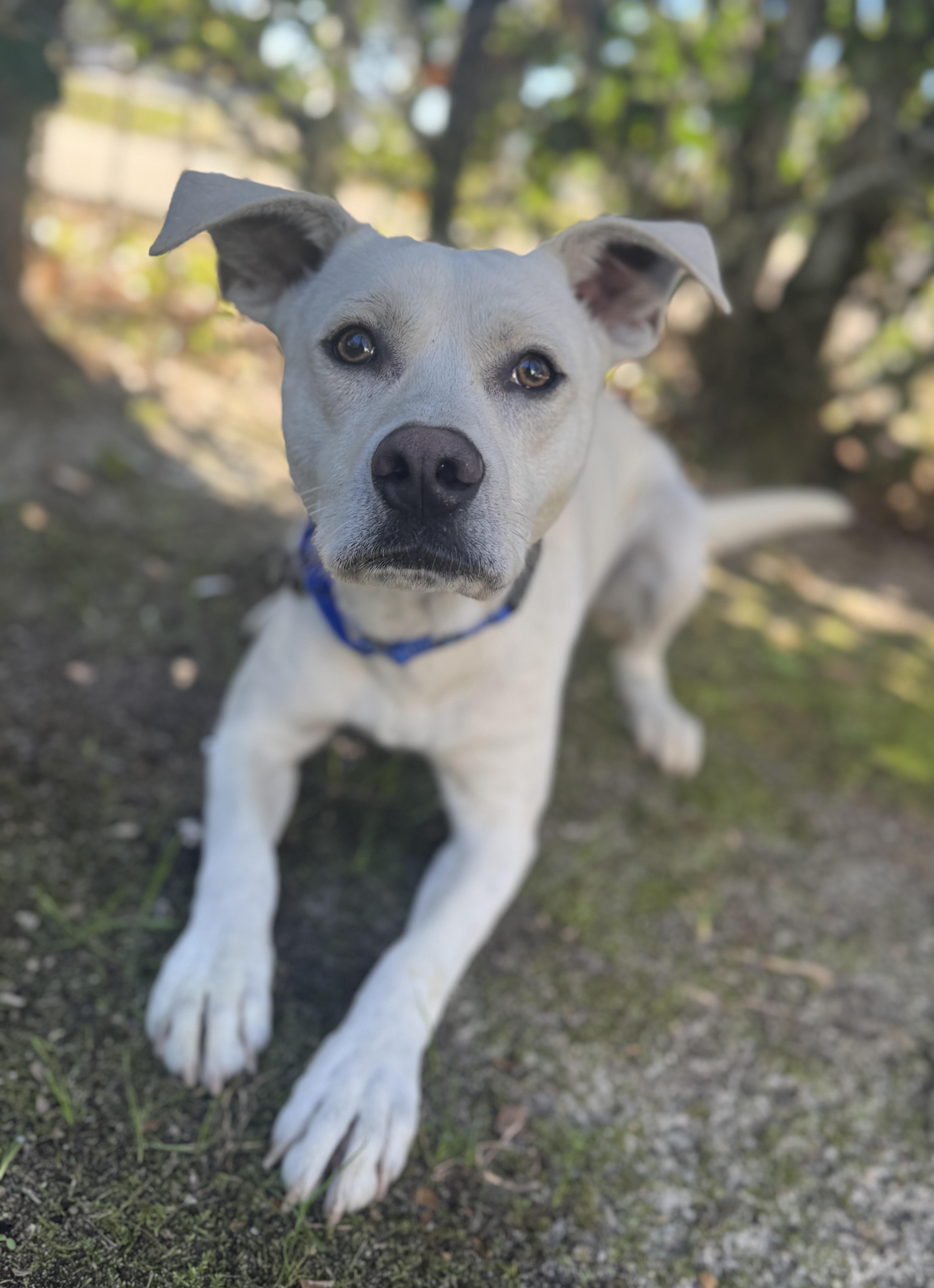 Caleb, an adopted Labrador Retriever in Navarre, FL image 5/6
