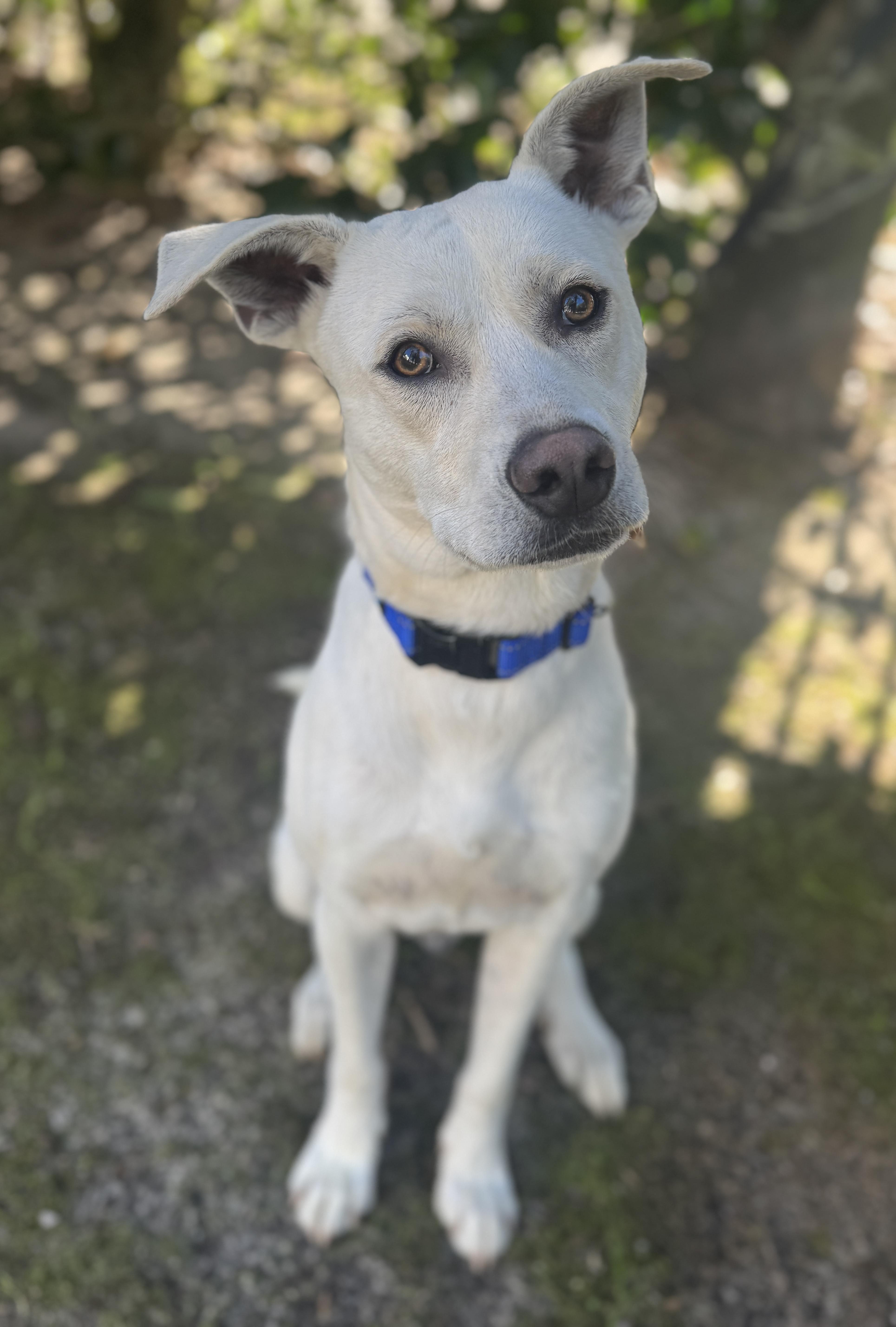 Caleb, an adopted Labrador Retriever in Navarre, FL image 1/6