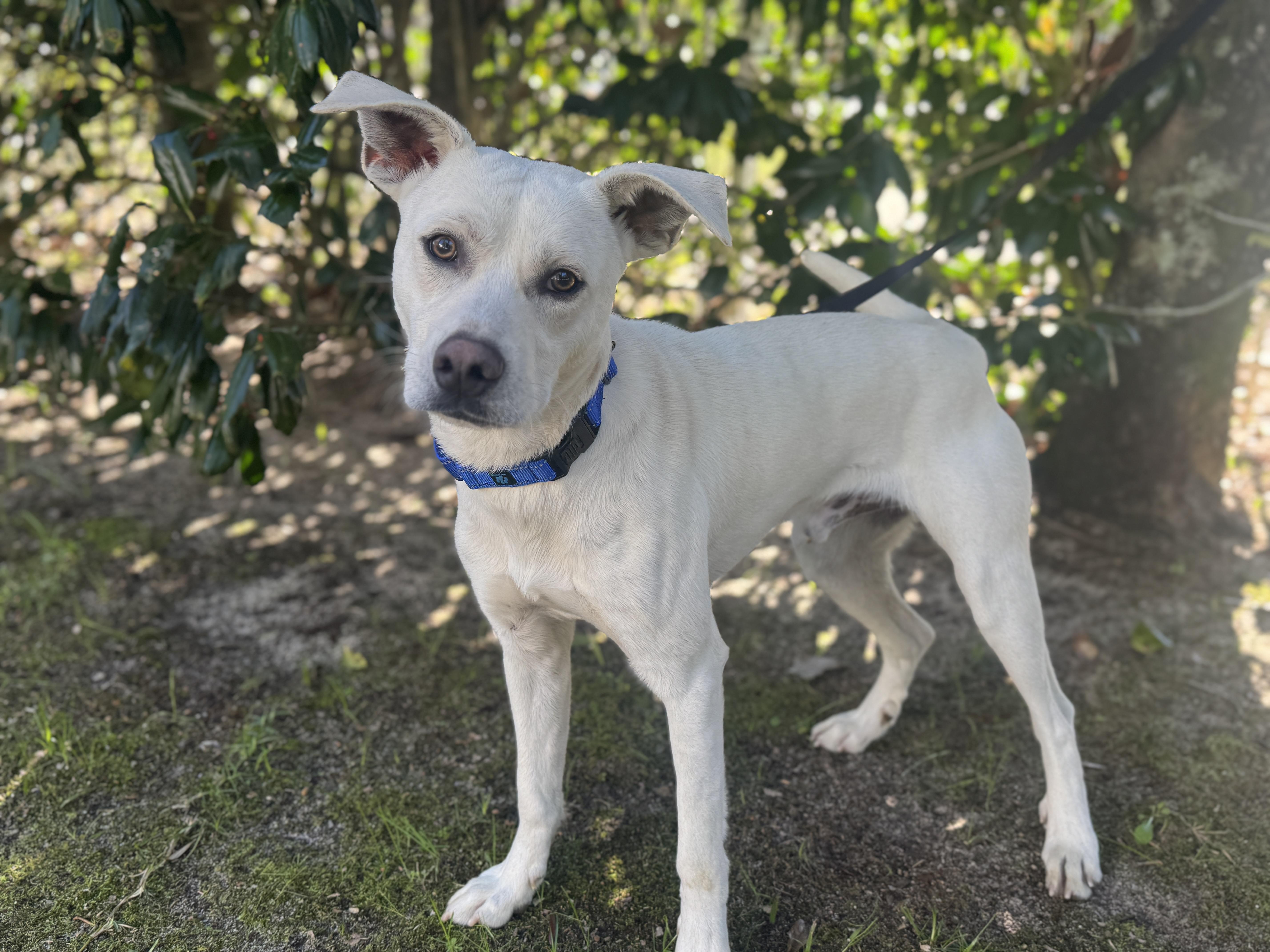 Caleb, an adopted Labrador Retriever in Navarre, FL image 4/6
