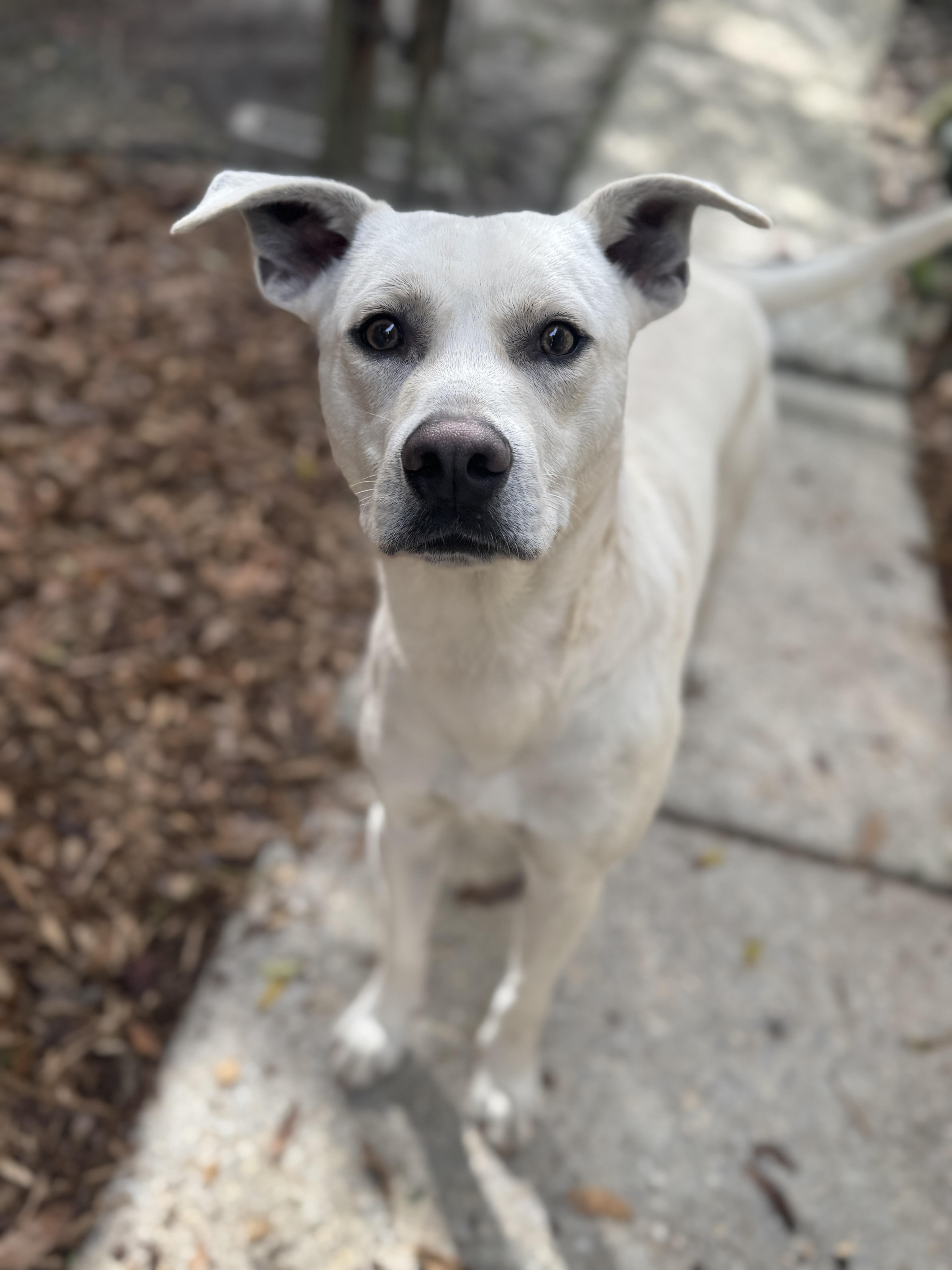 Enlarge Caleb, a ADOPTABLE Labrador Retriever in Navarre, FL image 2/3