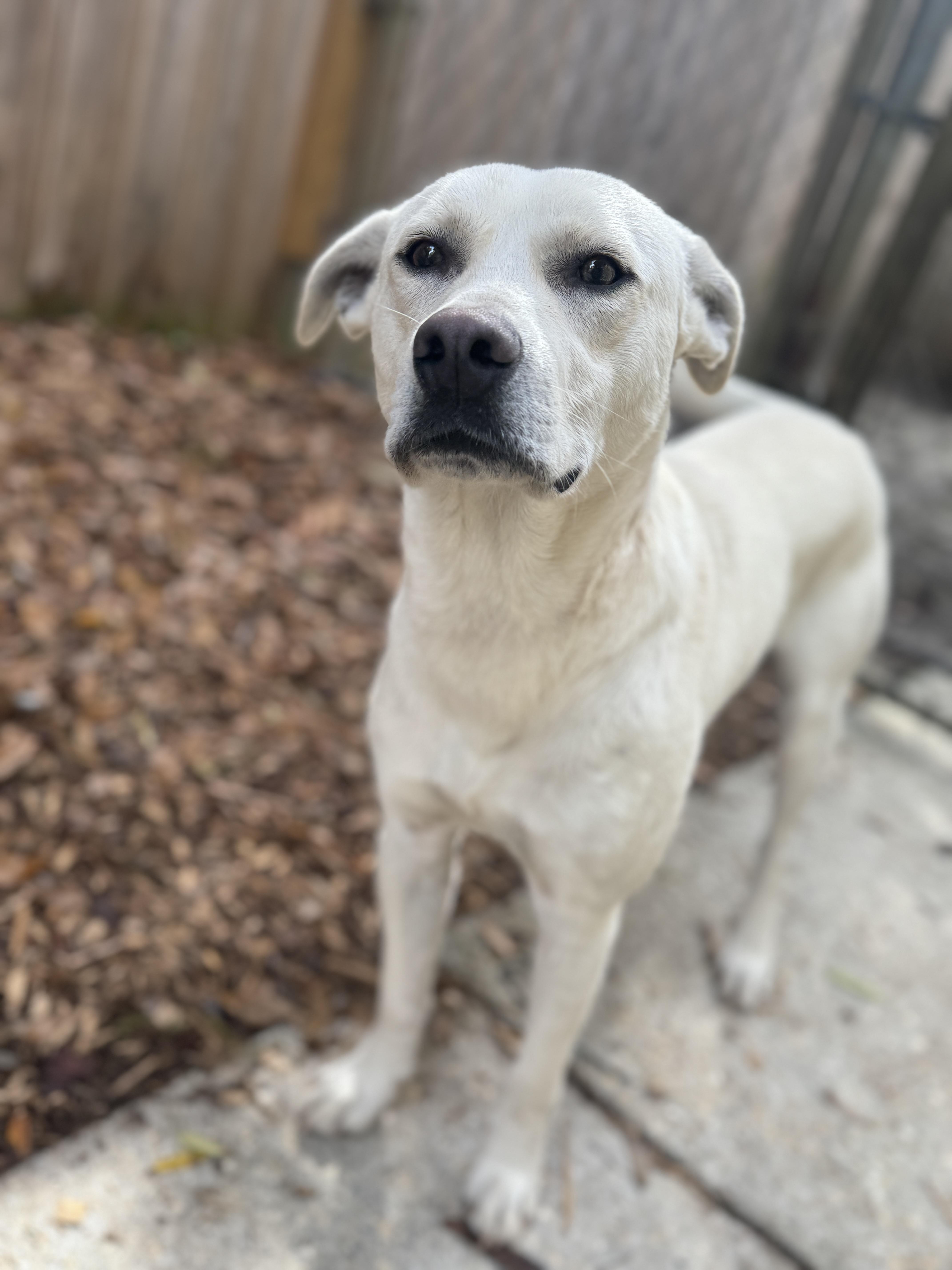 Enlarge Caleb, a ADOPTABLE Labrador Retriever in Navarre, FL image 3/3