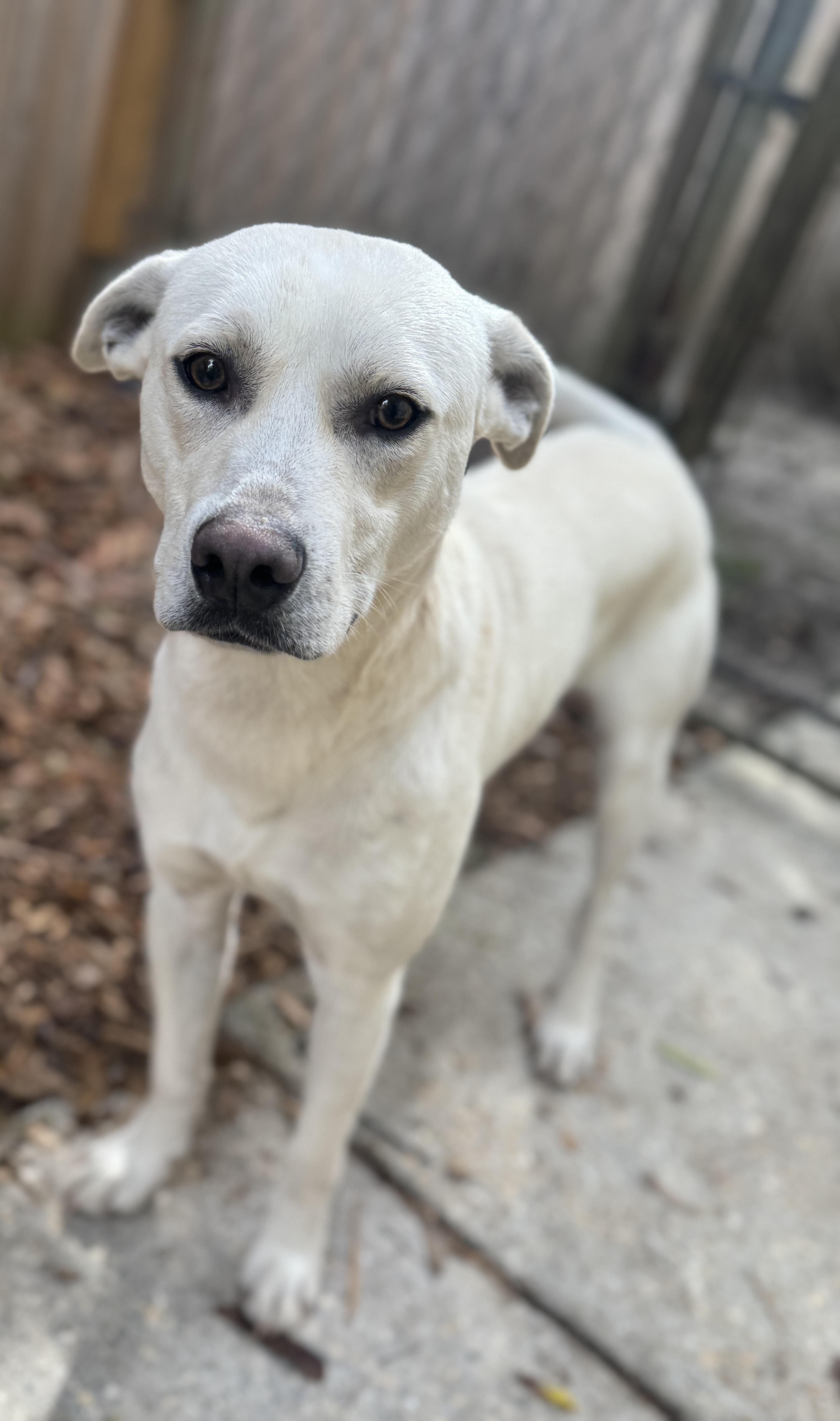 Enlarge Caleb, a ADOPTABLE Labrador Retriever in Navarre, FL image 1/3