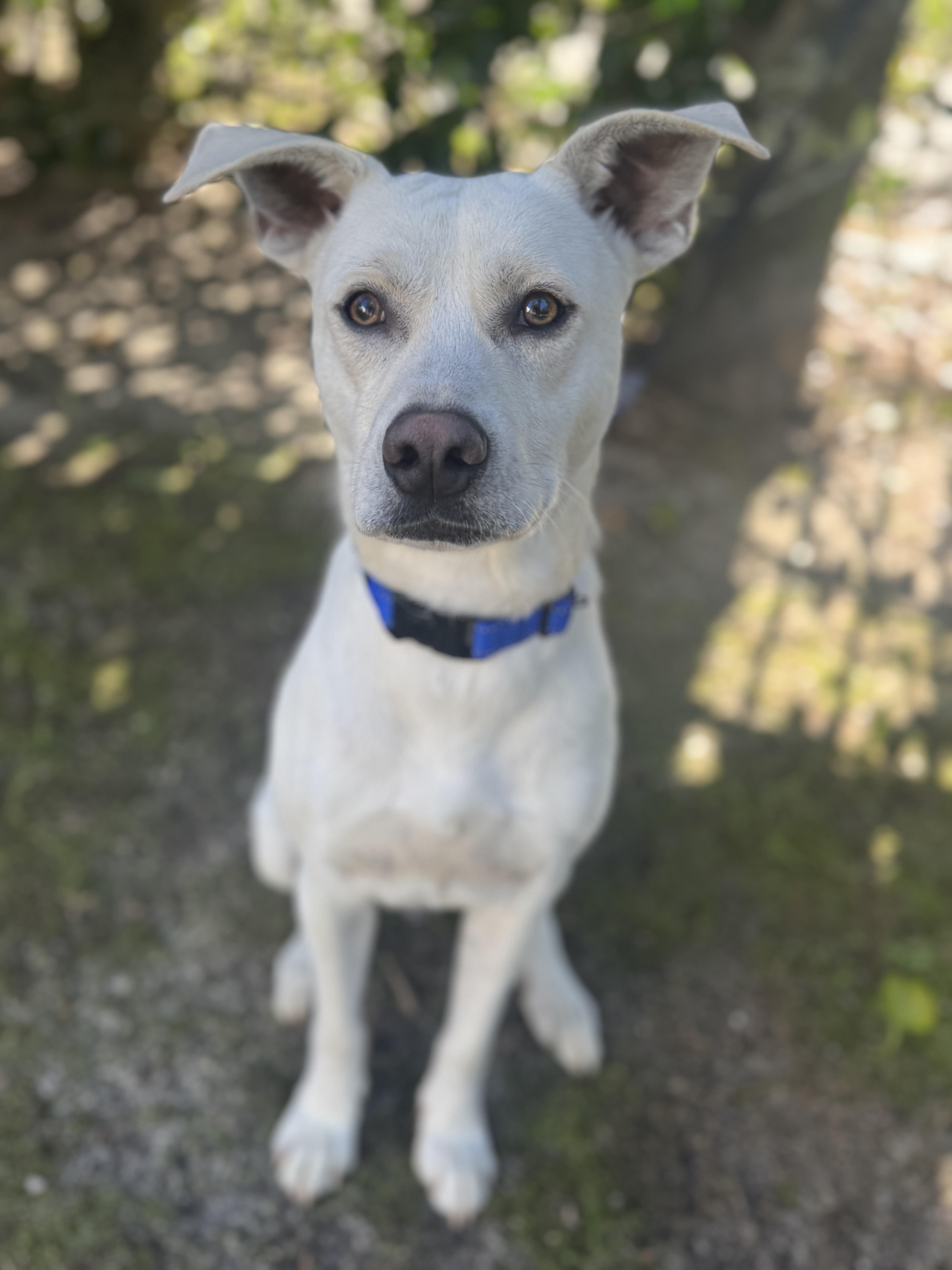 Caleb, an adopted Labrador Retriever in Navarre, FL image 3/6