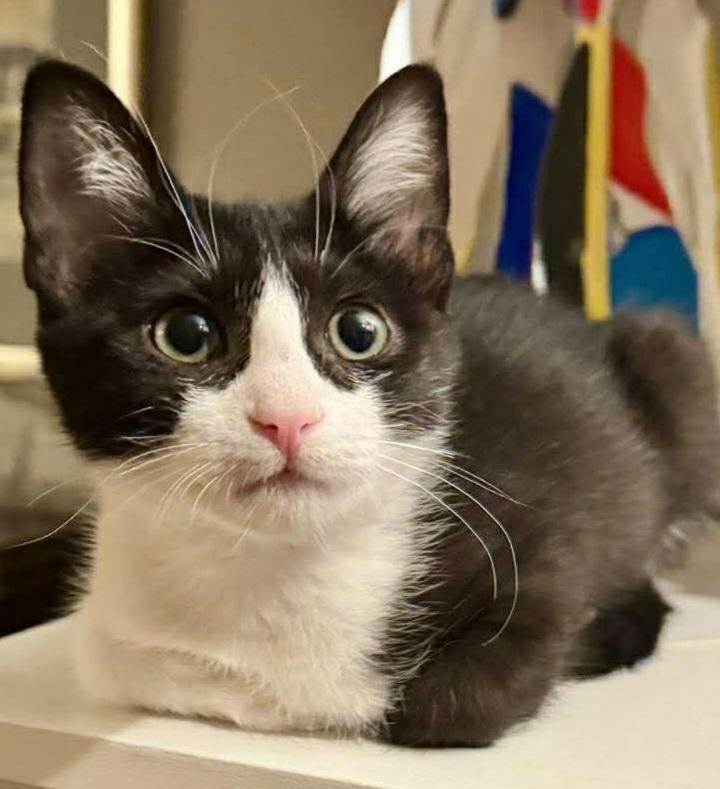 Chess, Explorer of the Forbidden Drawer, a Adoptable Domestic Short Hair in Chicago, IL image 1/6