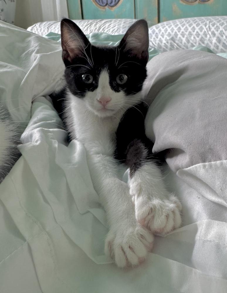 Chess, Explorer of the Forbidden Drawer, a Adoptable Domestic Short Hair in Chicago, IL image 2/6