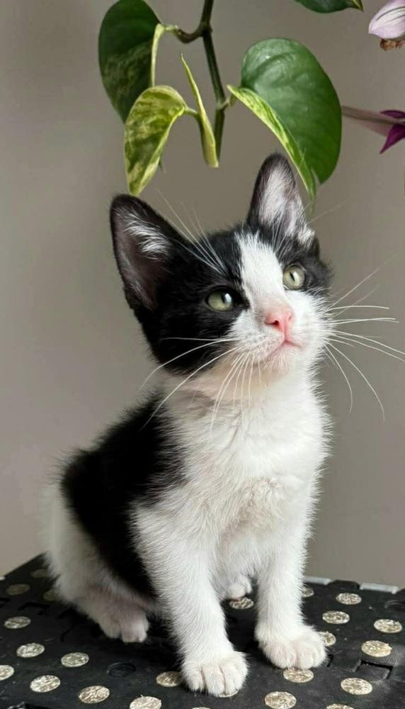 Chess, Explorer of the Forbidden Drawer, a Adoptable Domestic Short Hair in Chicago, IL image 3/6