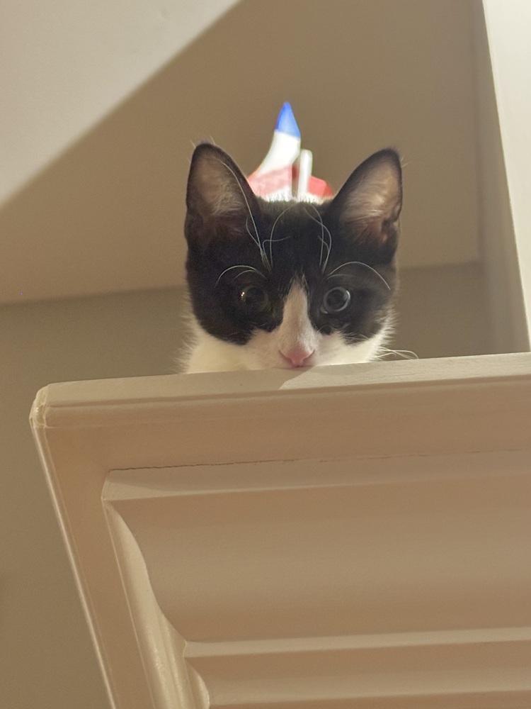 Chess, Explorer of the Forbidden Drawer, a Adoptable Domestic Short Hair in Chicago, IL image 4/6