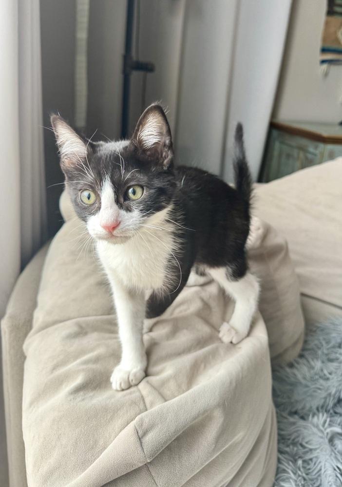 Chess, Explorer of the Forbidden Drawer, a Adoptable Domestic Short Hair in Chicago, IL image 5/6