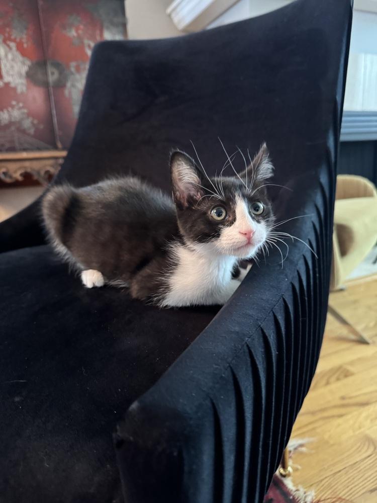 Chess, Explorer of the Forbidden Drawer, a Adoptable Domestic Short Hair in Chicago, IL image 6/6