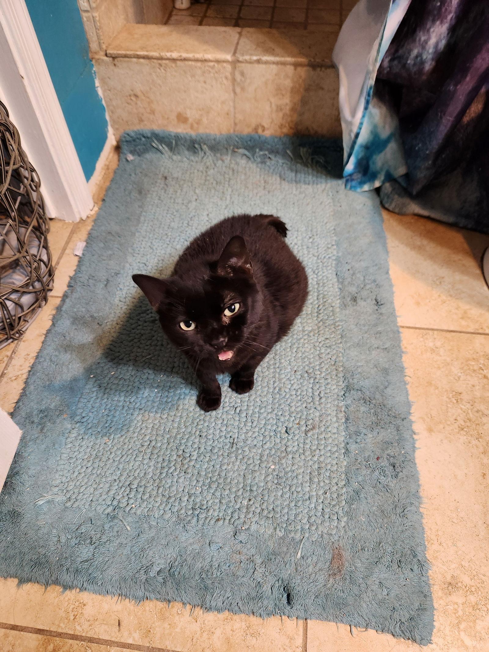 Twilight Twinkle, Adoptable, Young Female Domestic Short Hair.