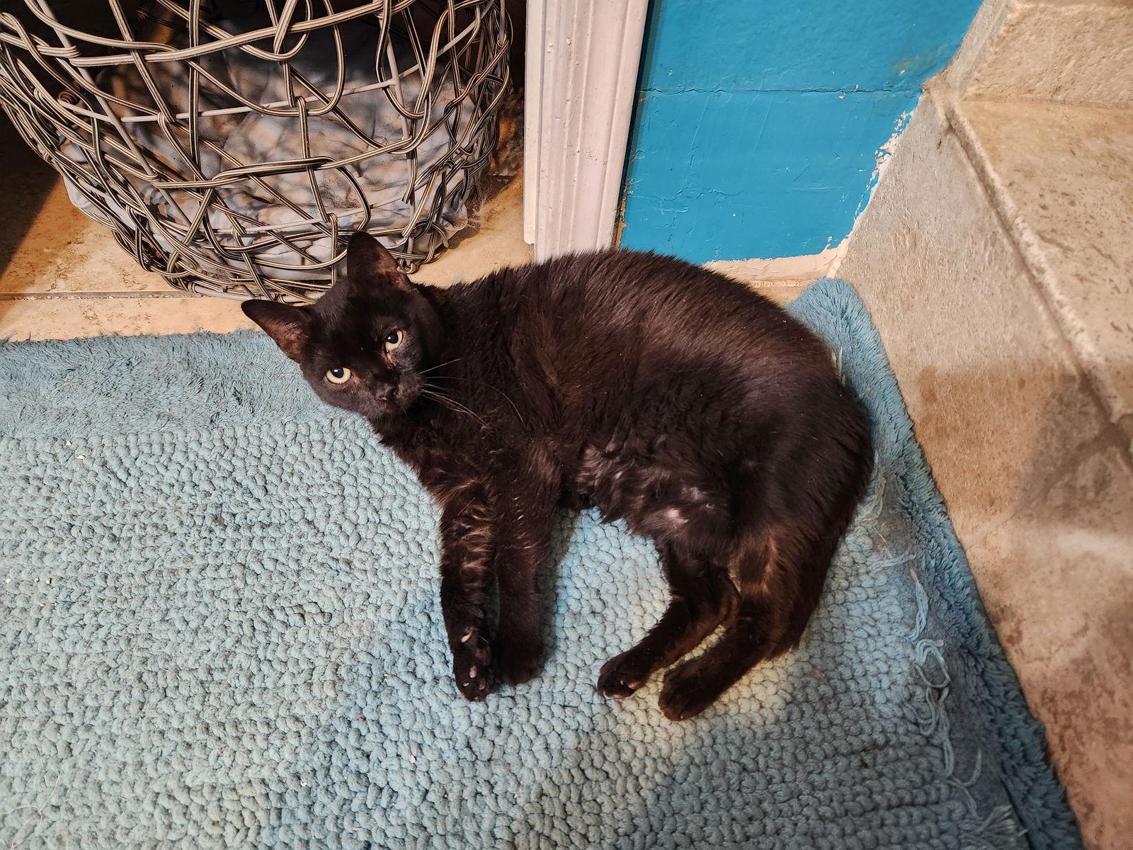 Enlarge Twilight Twinkle, a Adoptable Domestic Short Hair in Phoenix, AZ image 2/3