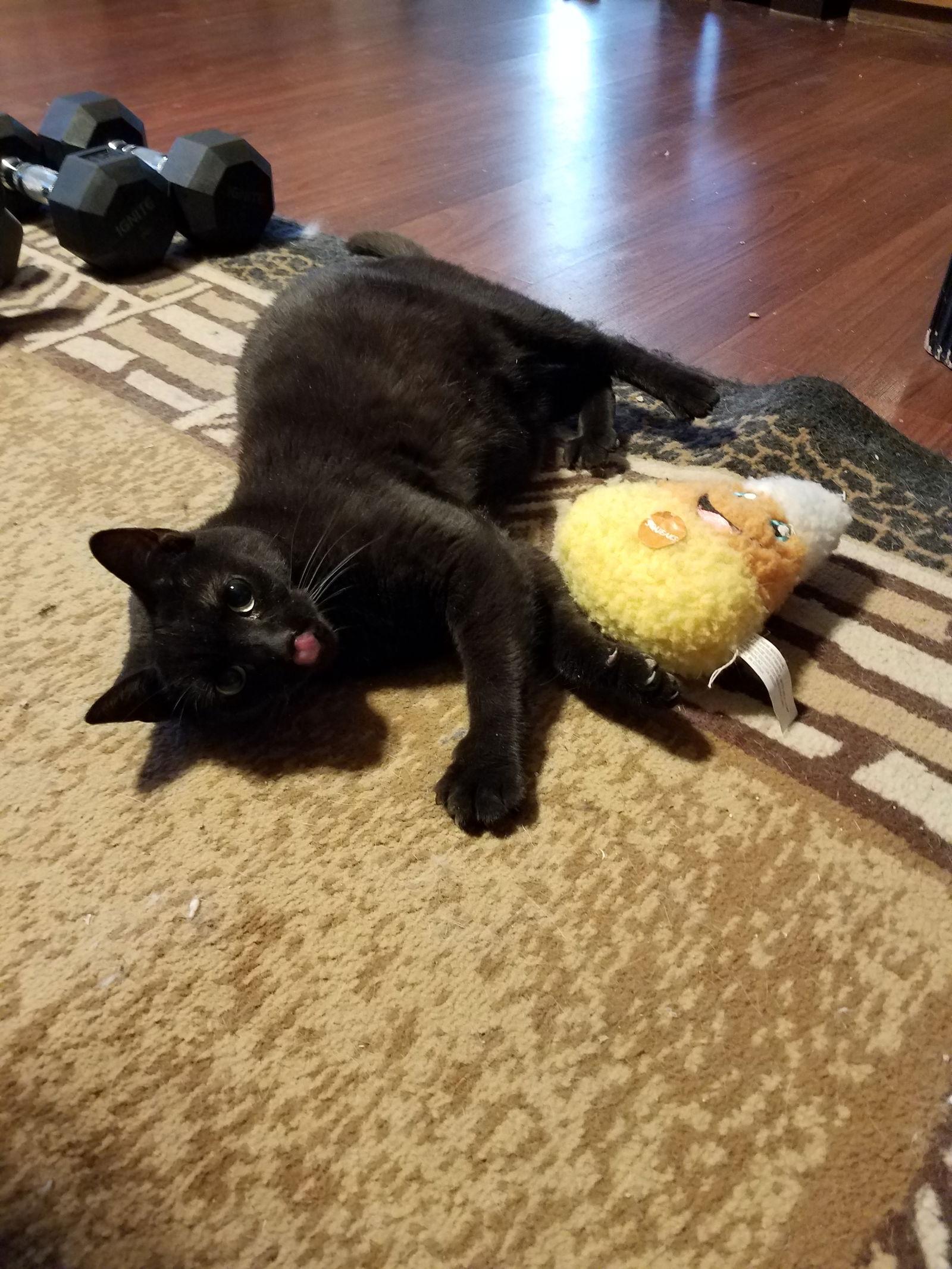 Enlarge Twilight Twinkle, a Adoptable Domestic Short Hair in Phoenix, AZ image 3/3