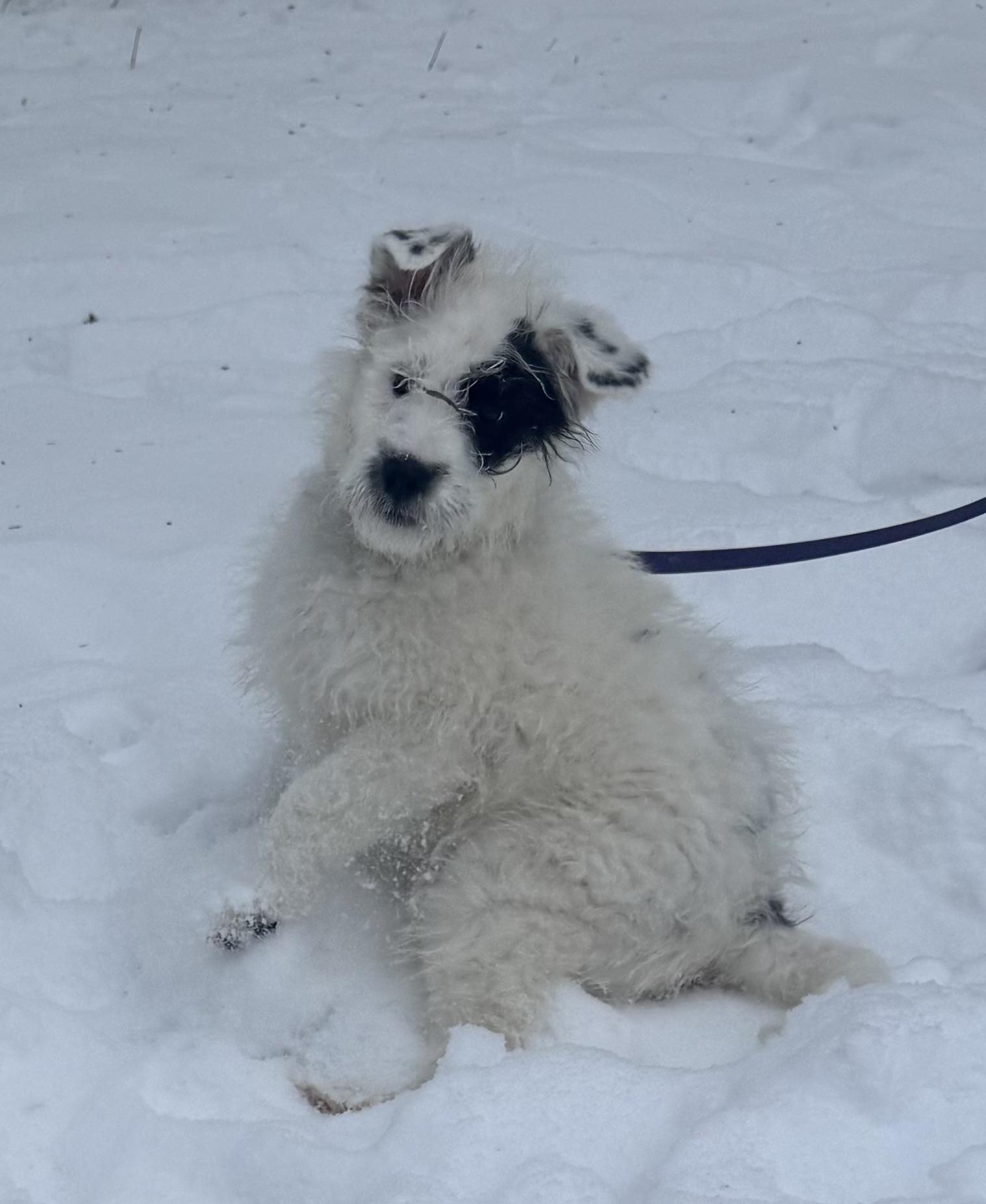 Ash, adopted, Puppy Female Terrier & Great Pyrenees.