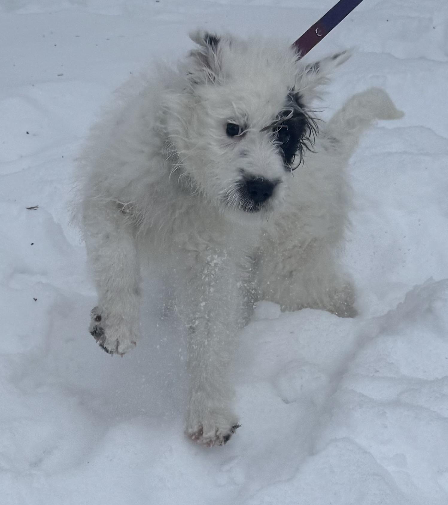 Ash, an adopted mixed breed in Garden City, MI image 2/5