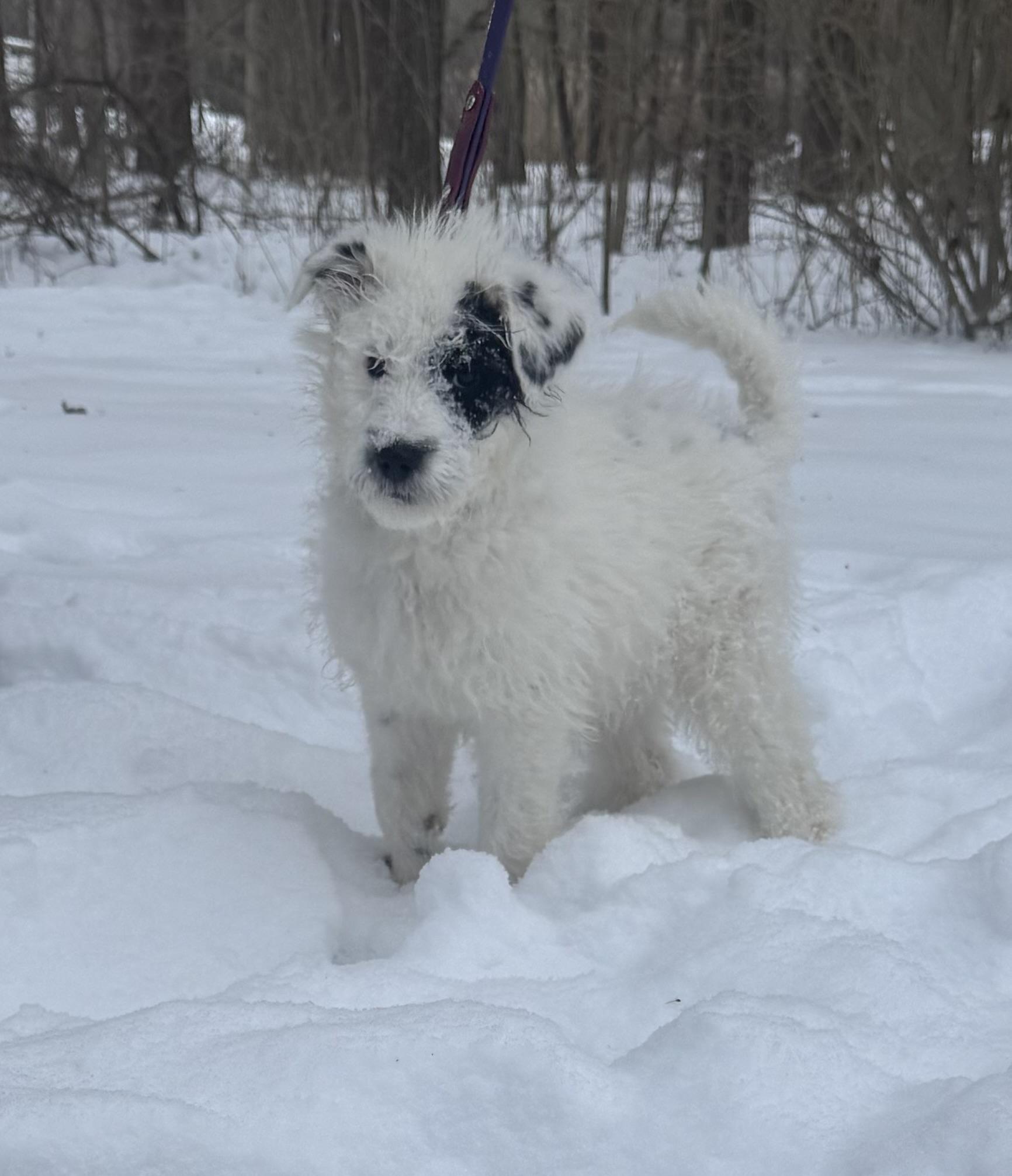 Ash, an adopted mixed breed in Garden City, MI image 5/5
