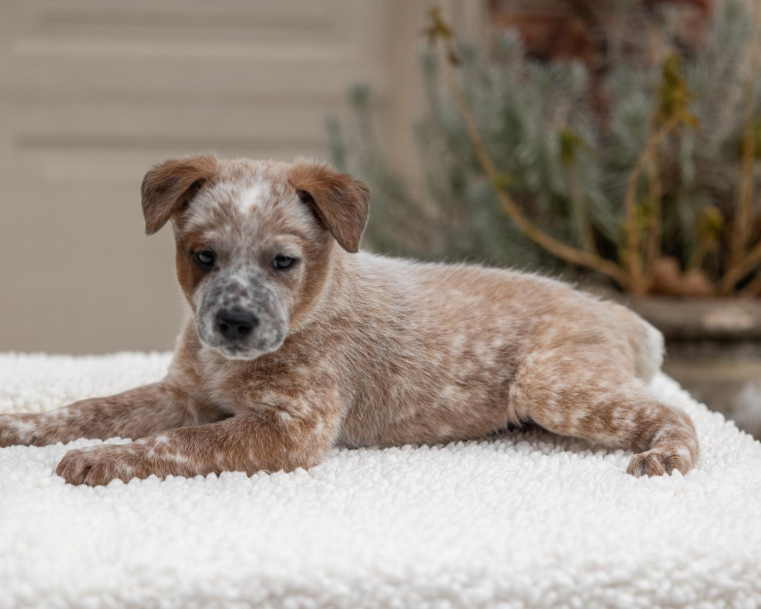 Enlarge Patches, an adopted Australian Cattle Dog / Blue Heeler in Pflugerville, TX image 3/4