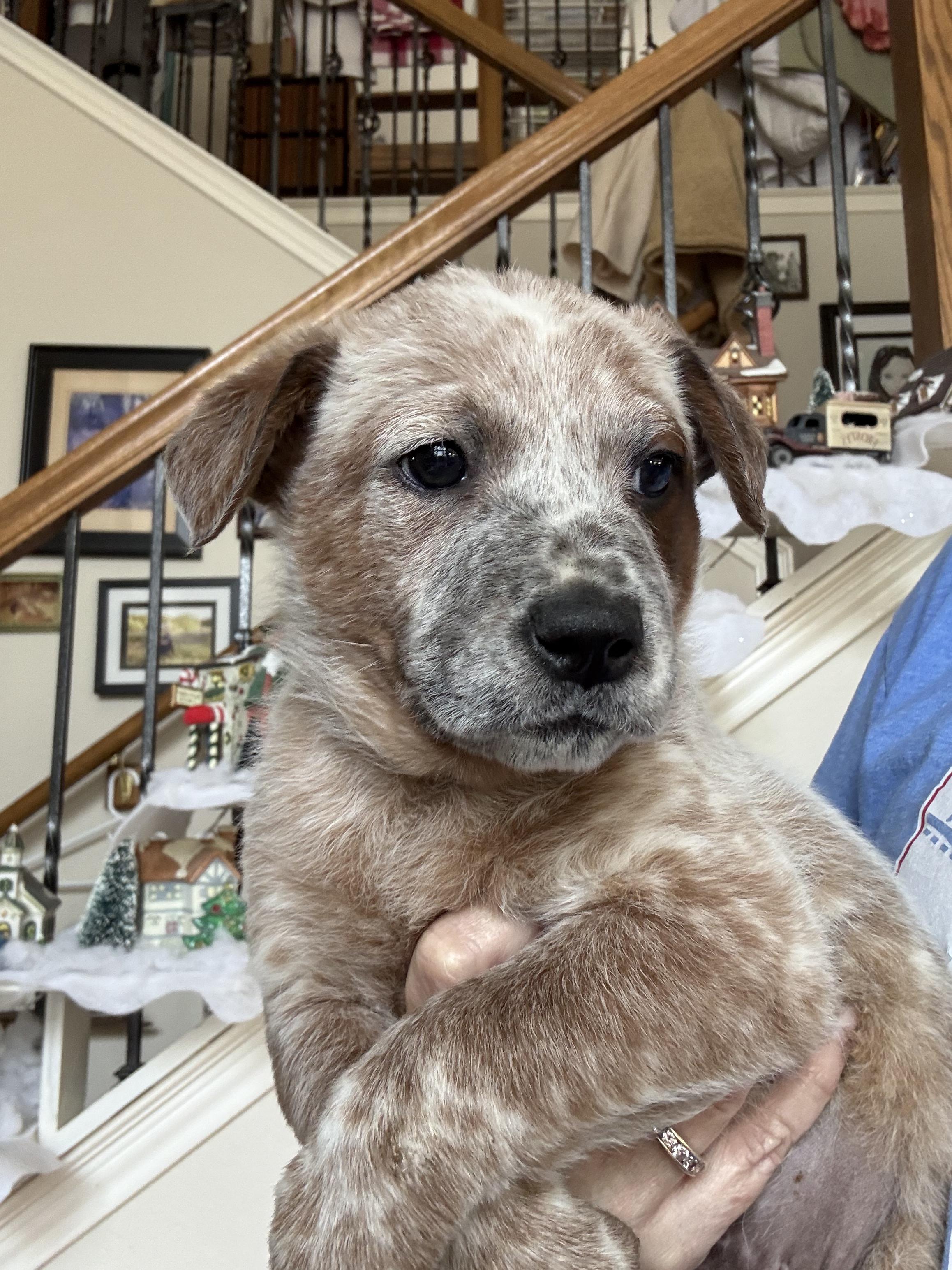 Enlarge Patches, an adopted Australian Cattle Dog / Blue Heeler in Pflugerville, TX image 4/4