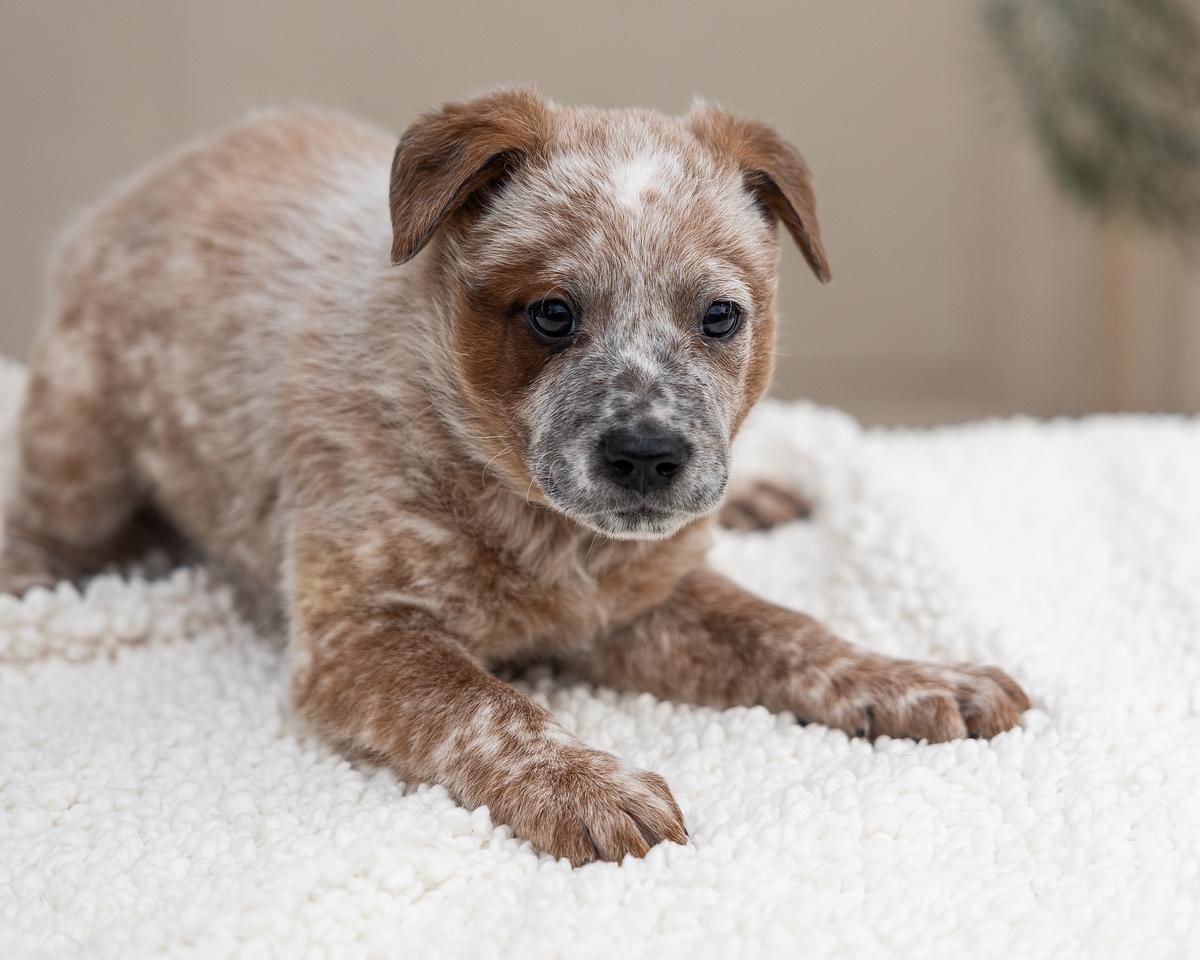 Patches, adopted, Puppy Male Australian Cattle Dog / Blue Heeler.