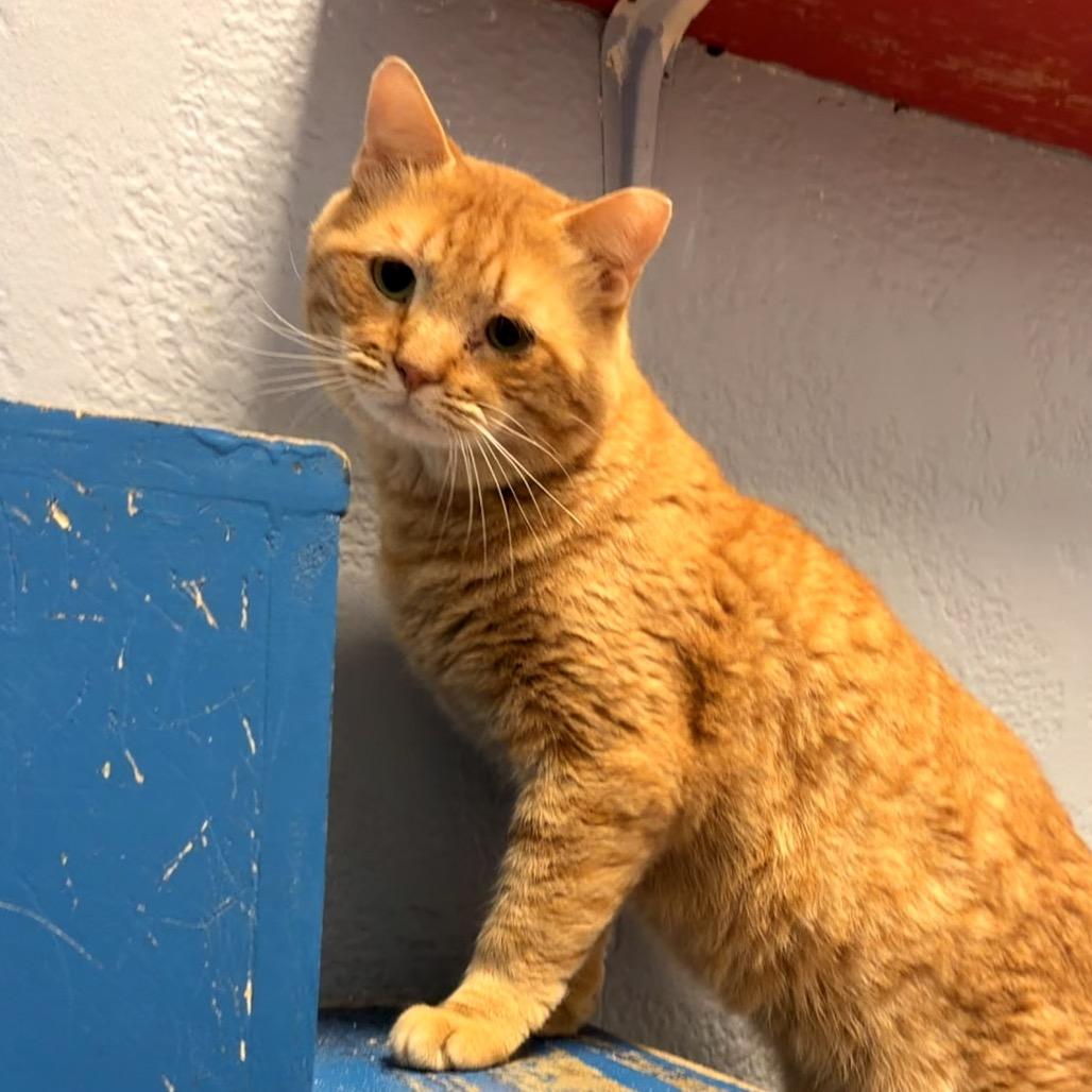 Enlarge Oscar, a Adoptable Domestic Short Hair in Port Charlotte, FL image 1/3