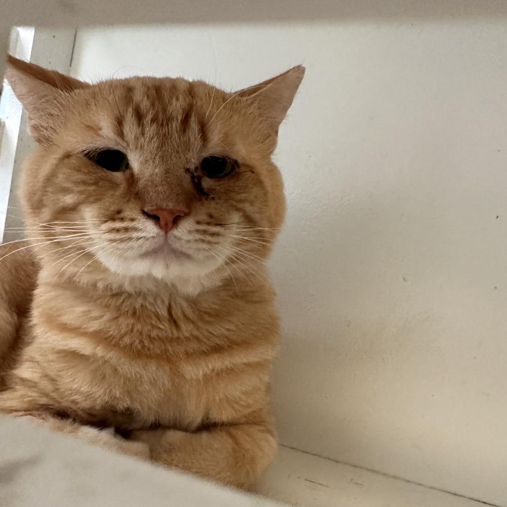 Enlarge Oscar, a Adoptable Domestic Short Hair in Port Charlotte, FL image 1/2