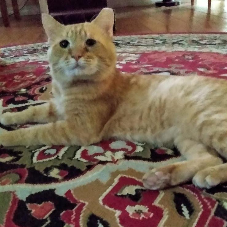 Enlarge Oscar, a Adoptable Domestic Short Hair in Port Charlotte, FL image 2/2