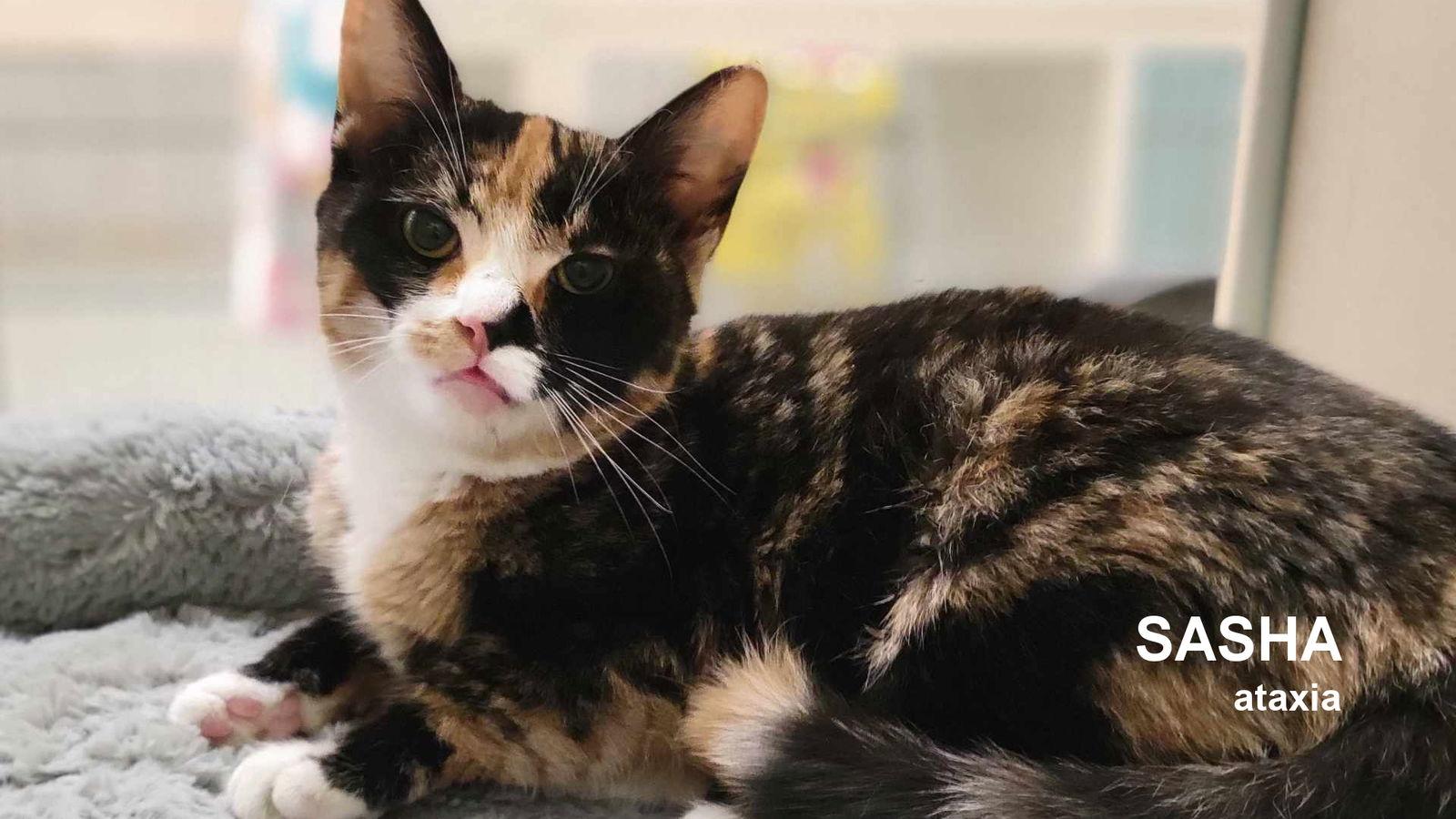 Enlarge Sasha, a Adoptable Domestic Short Hair in Santa Rosa, CA image 1/3