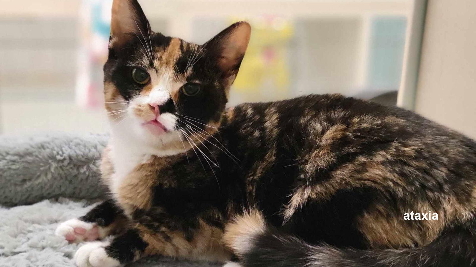 Enlarge Sasha, a Adoptable Domestic Short Hair in Santa Rosa, CA image 2/3