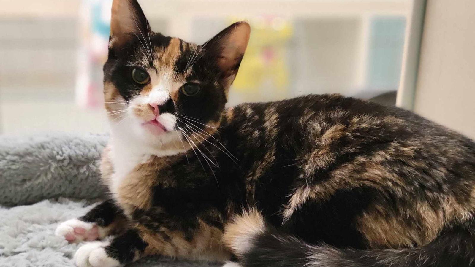 Enlarge Sasha, a Adoptable Domestic Short Hair in Santa Rosa, CA image 3/3