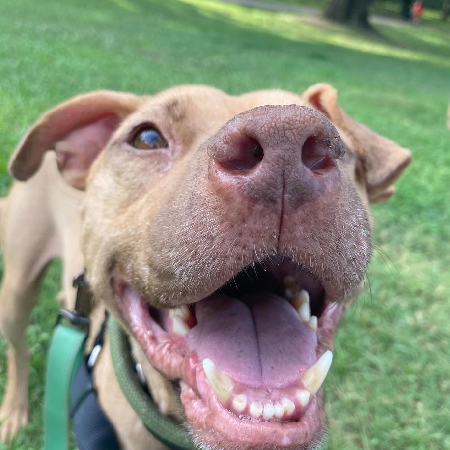 Bishop, an adoptable Pit Bull Terrier, Mixed Breed in Helena, AL, 35080 | Photo Image 6