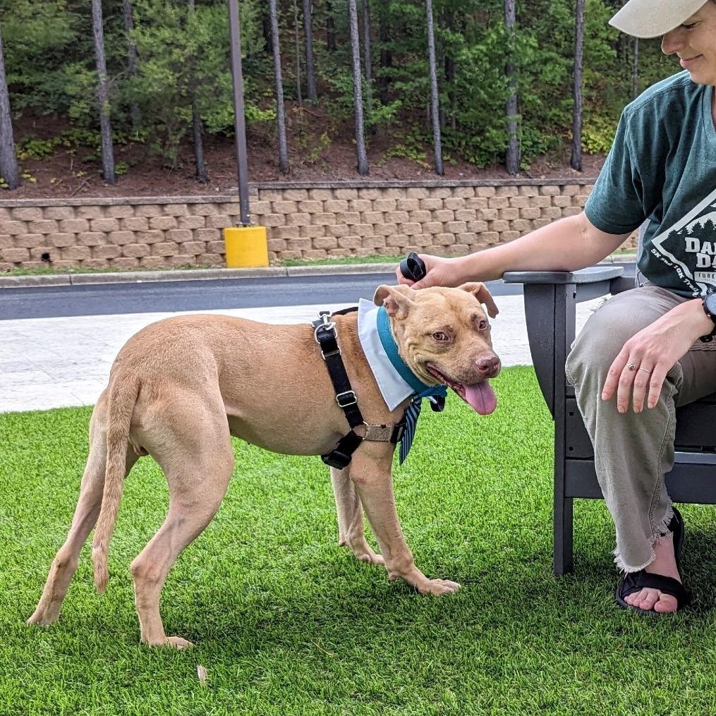 Bishop, an adoptable Pit Bull Terrier, Mixed Breed in Helena, AL, 35080 | Photo Image 1