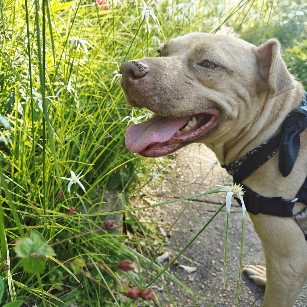 Bishop, an adoptable Pit Bull Terrier, Mixed Breed in Helena, AL, 35080 | Photo Image 5