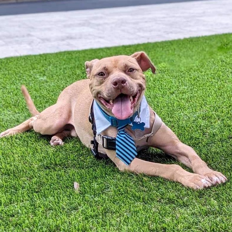 Bishop, an adoptable Pit Bull Terrier, Mixed Breed in Helena, AL, 35080 | Photo Image 7
