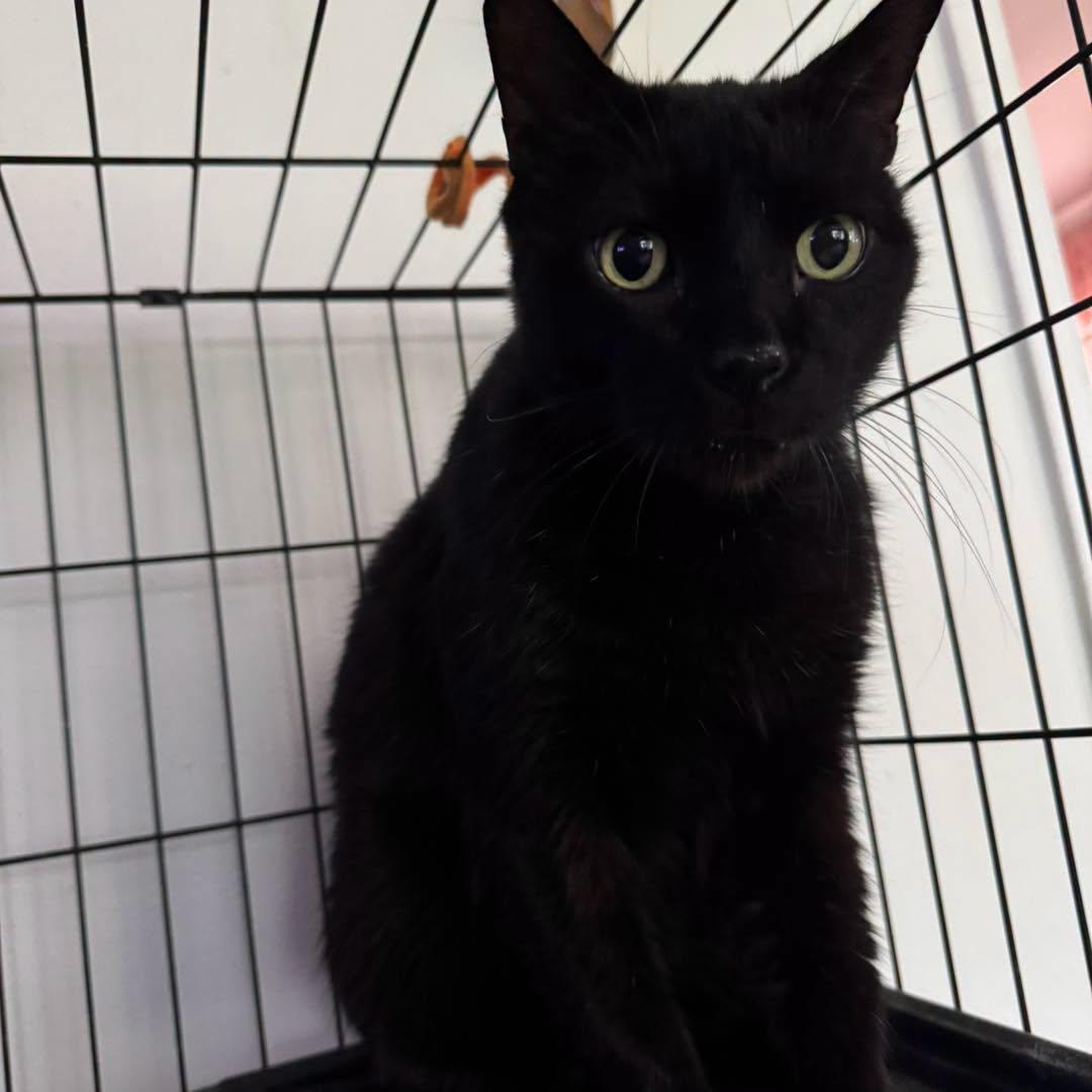 Enlarge Santana, a Adoptable Domestic Short Hair in largo, FL image 1/2