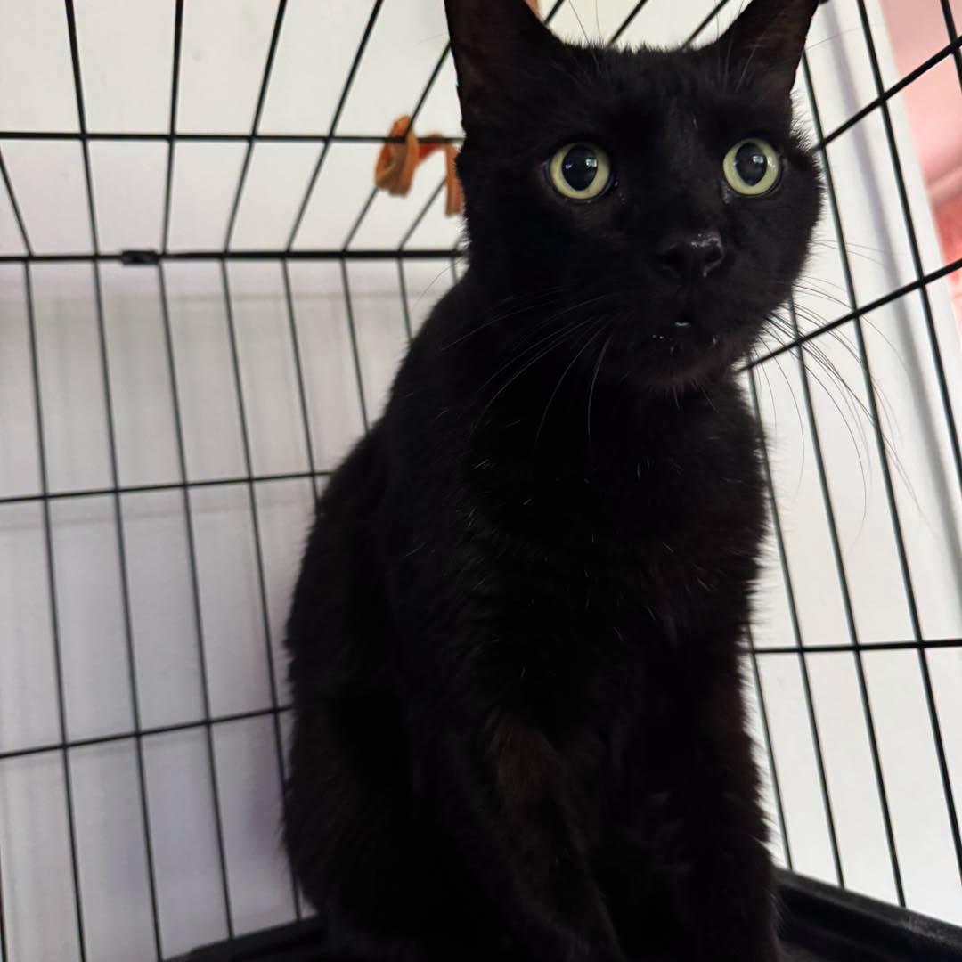 Enlarge Santana, a Adoptable Domestic Short Hair in largo, FL image 2/2