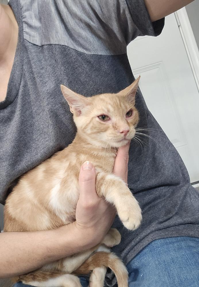 Merv, Adoptable, Young Male Domestic Short Hair.