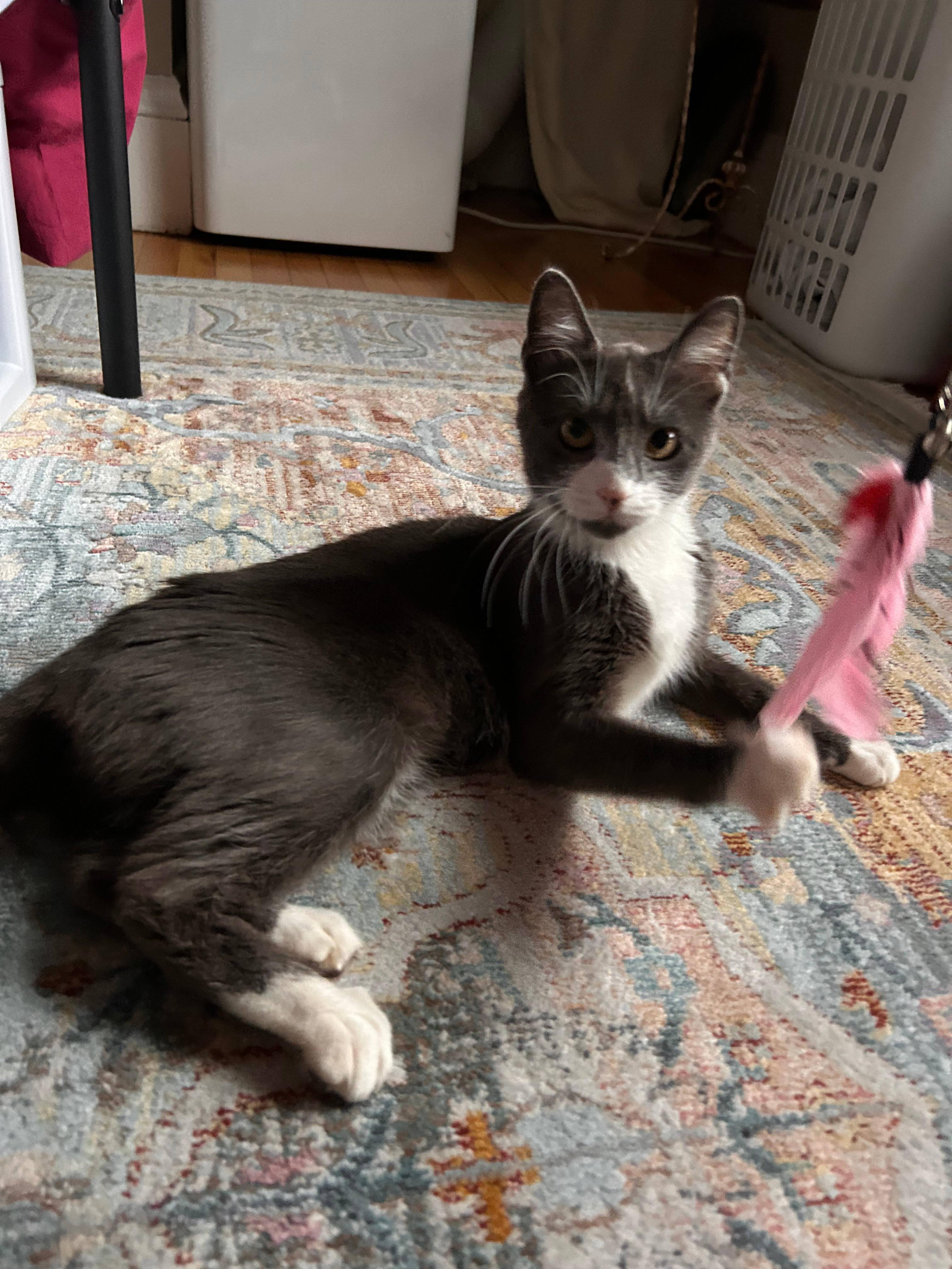 Enlarge Pomegranate, a Adoptable Domestic Short Hair in Melrose, MA image 3/6