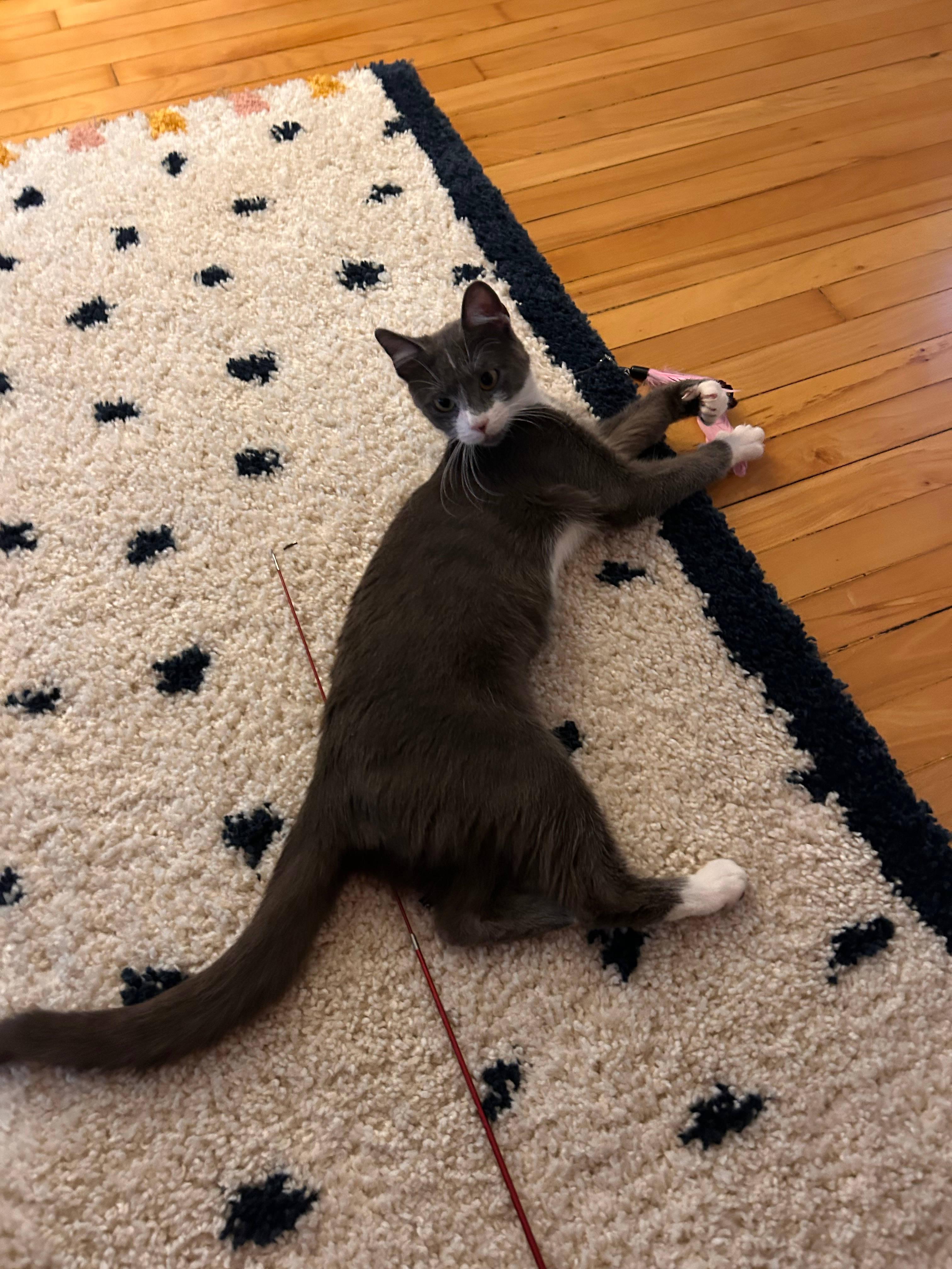 Enlarge Pomegranate, a Adoptable Domestic Short Hair in Melrose, MA image 5/6