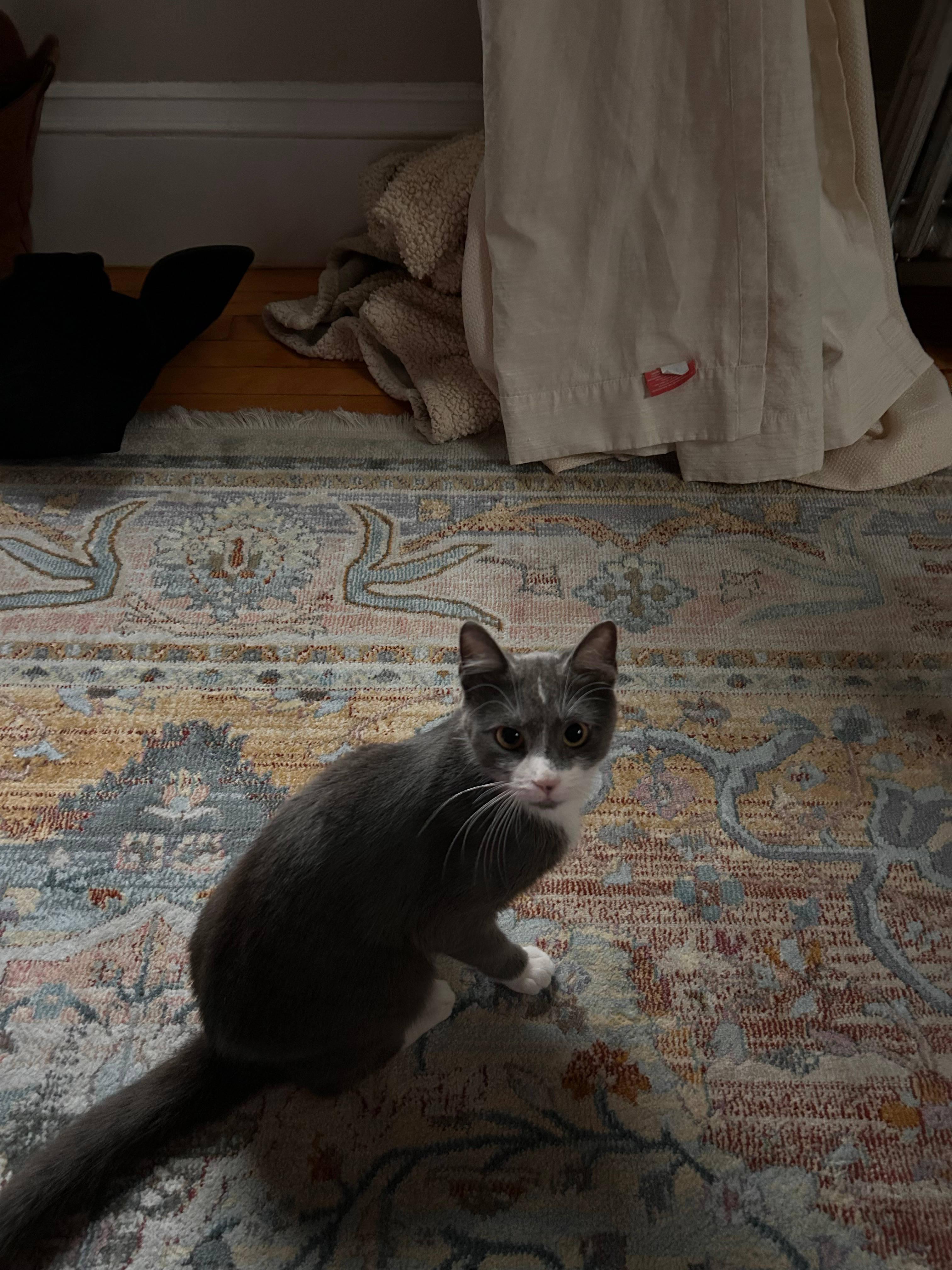 Enlarge Pomegranate, a Adoptable Domestic Short Hair in Melrose, MA image 2/6