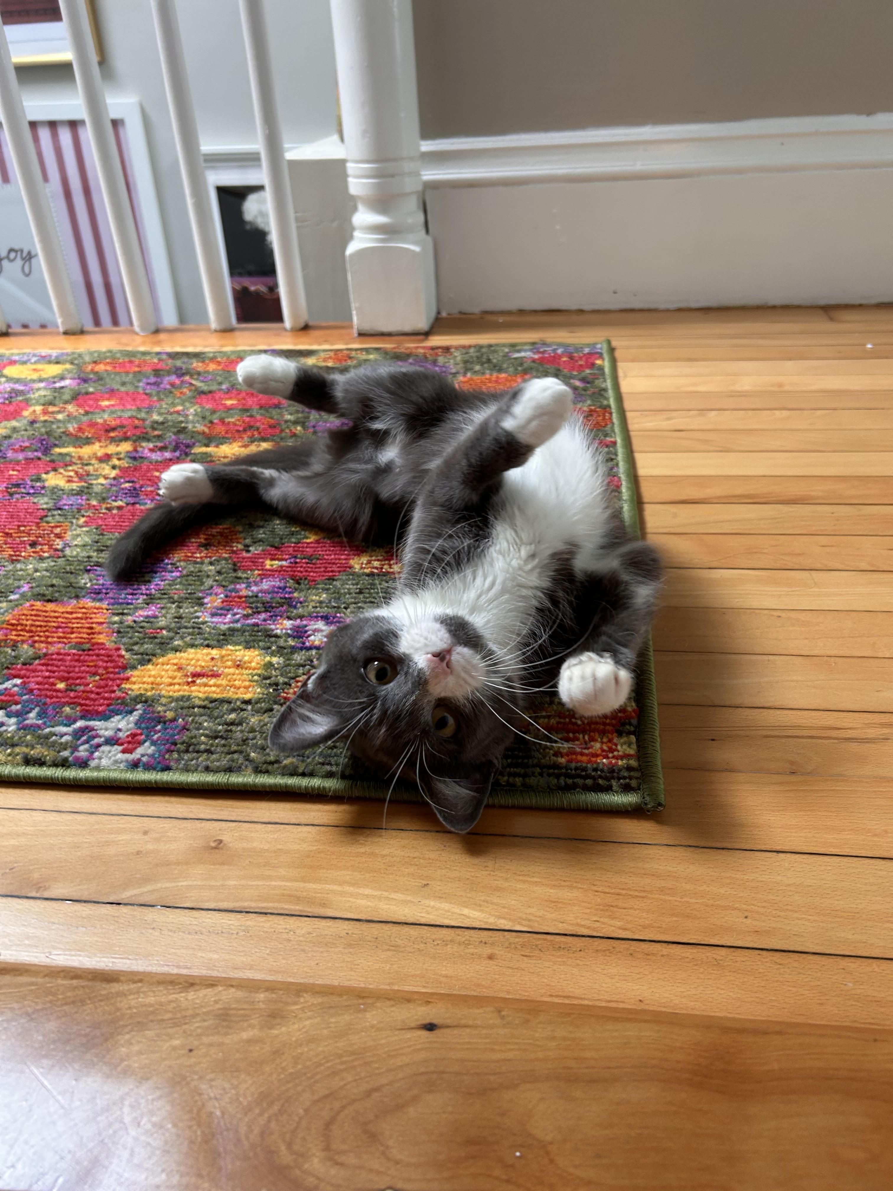 Pomegranate, Adoptable, Young Female Domestic Short Hair.
