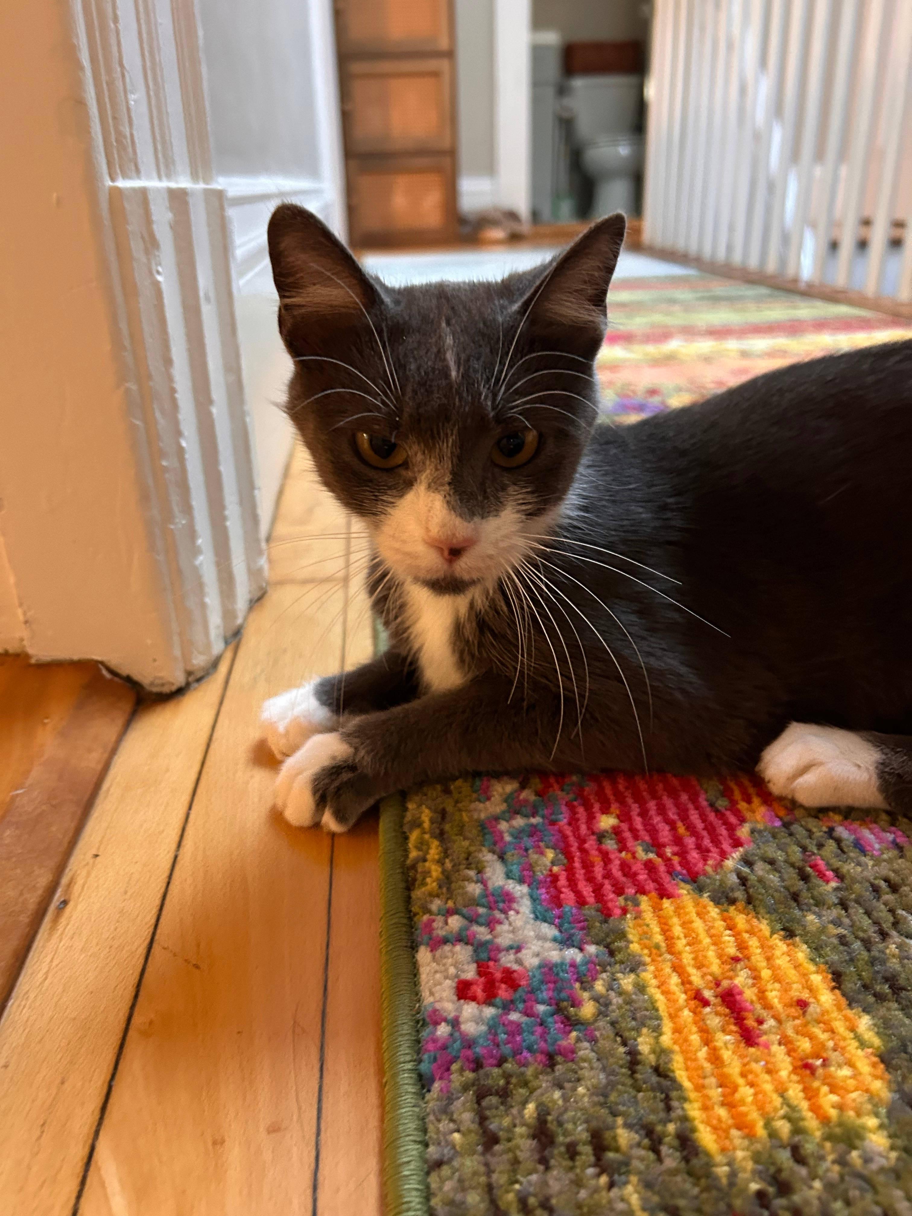 Enlarge Pomegranate, a Adoptable Domestic Short Hair in Melrose, MA image 4/6