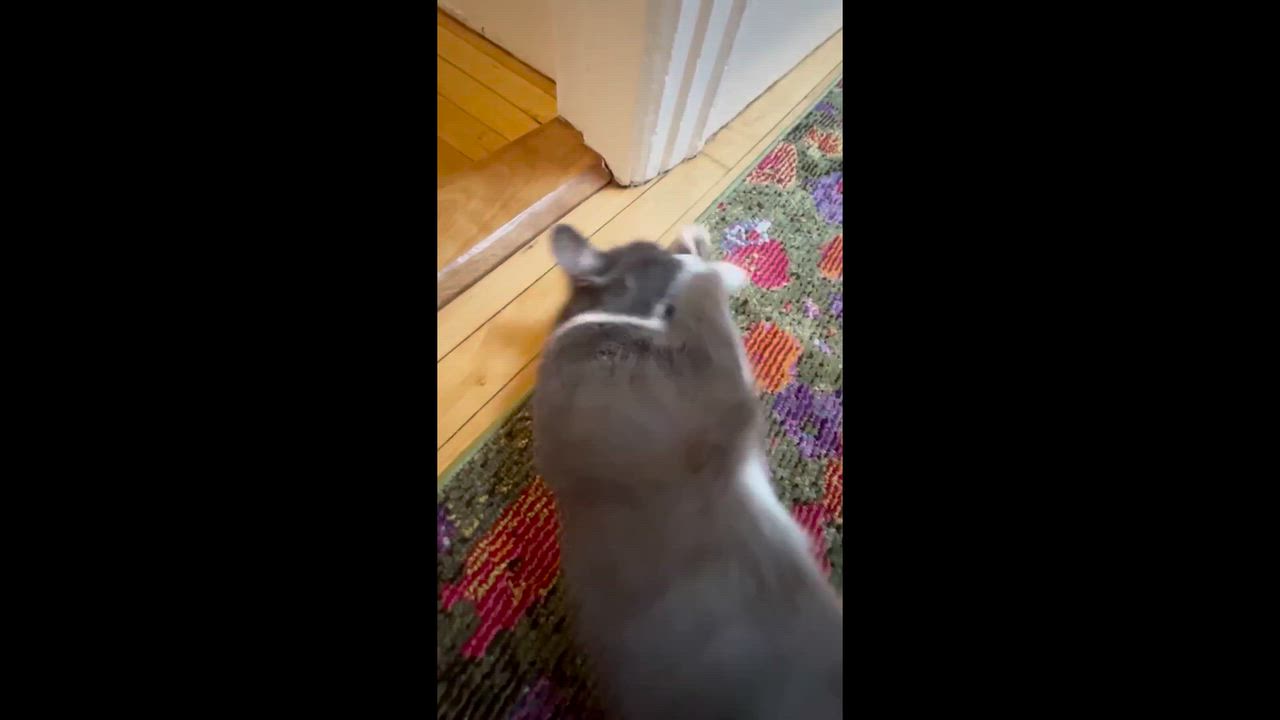 Enlarge Pomegranate, a Adoptable Domestic Short Hair in Melrose, MA video 6/6