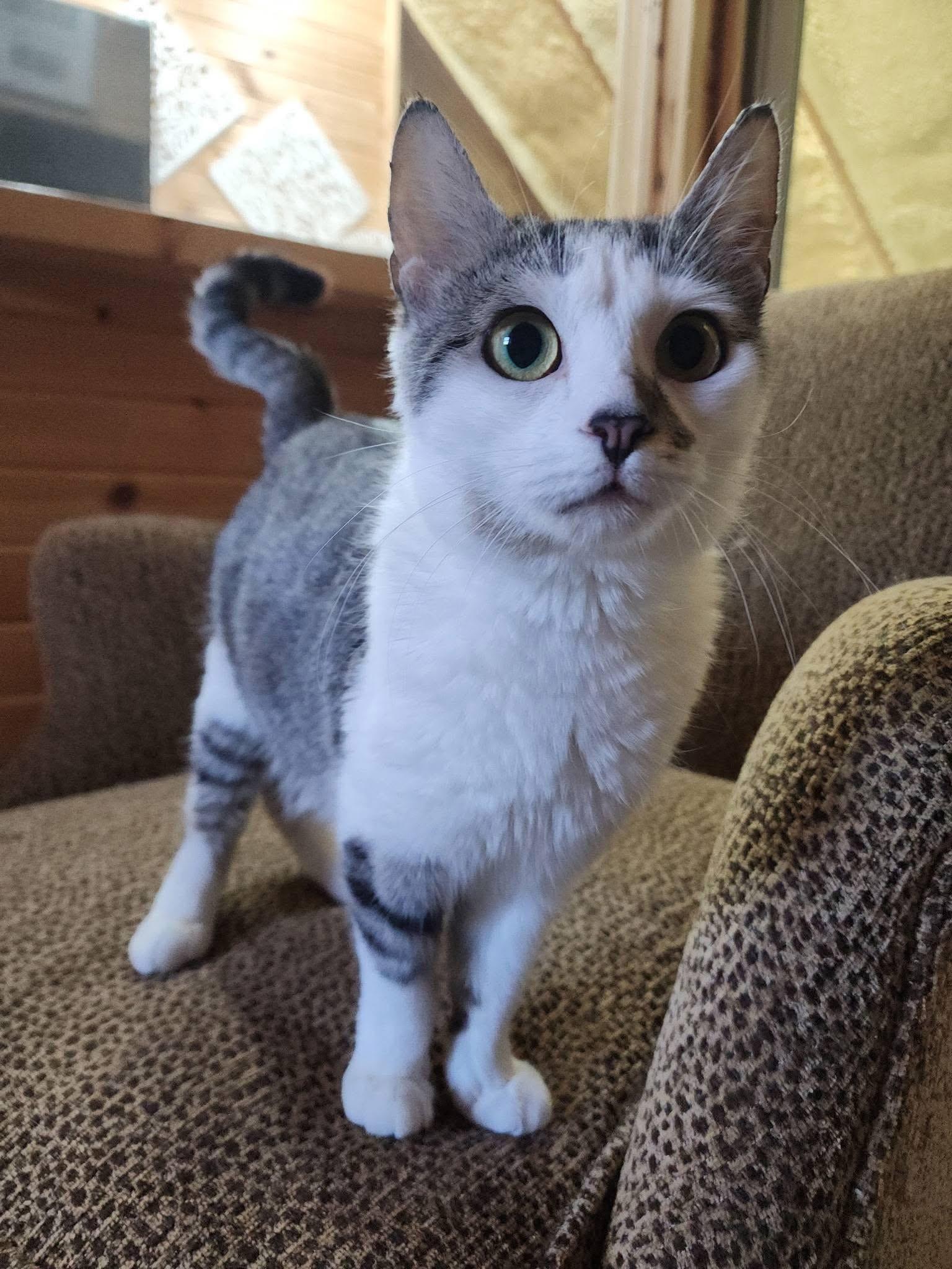 Princess G (true royalty), a ADOPTABLE Domestic Short Hair in South Lyon, MI image 2/6