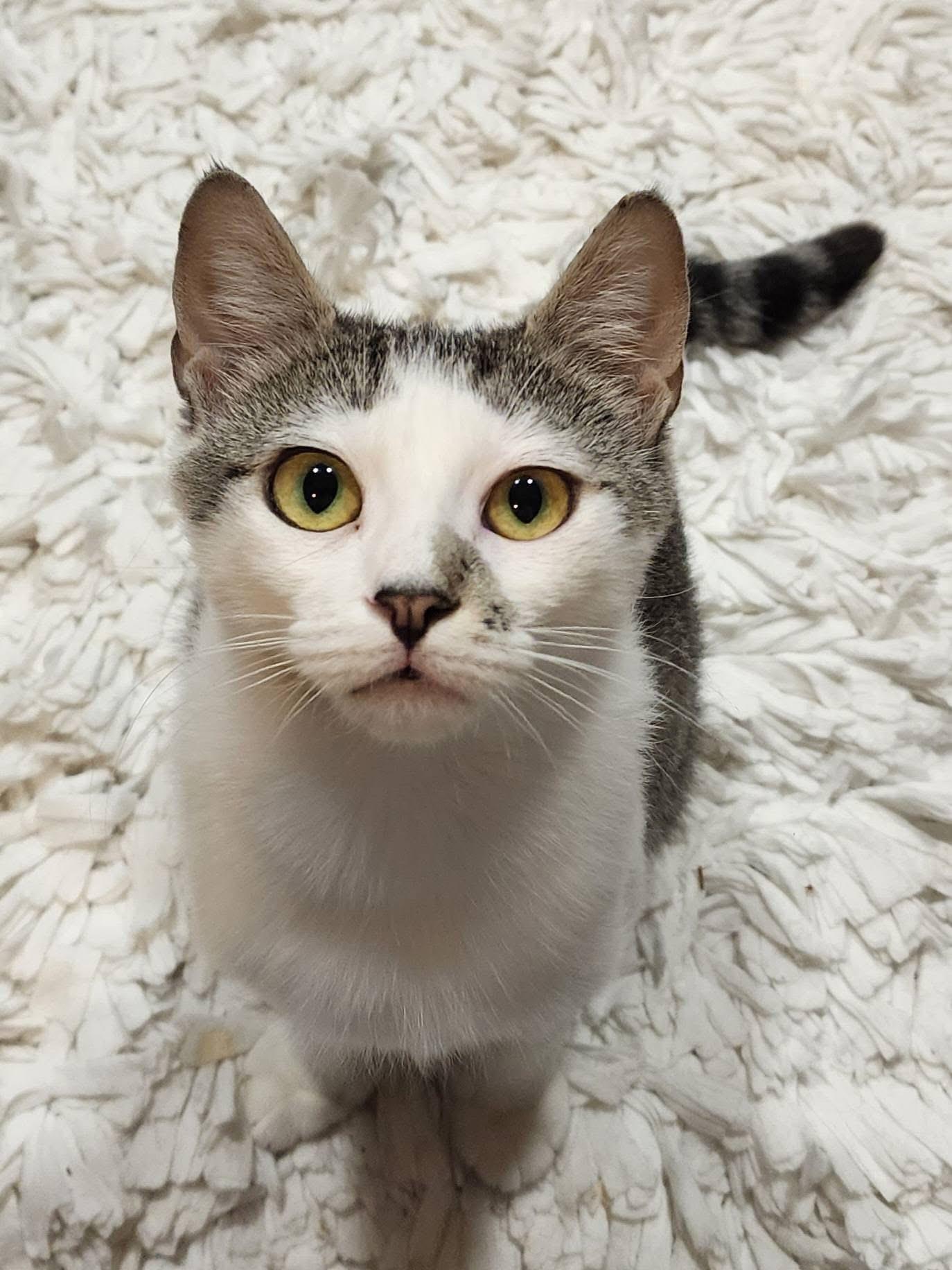 Princess G (true royalty), a ADOPTABLE Domestic Short Hair in South Lyon, MI image 1/6