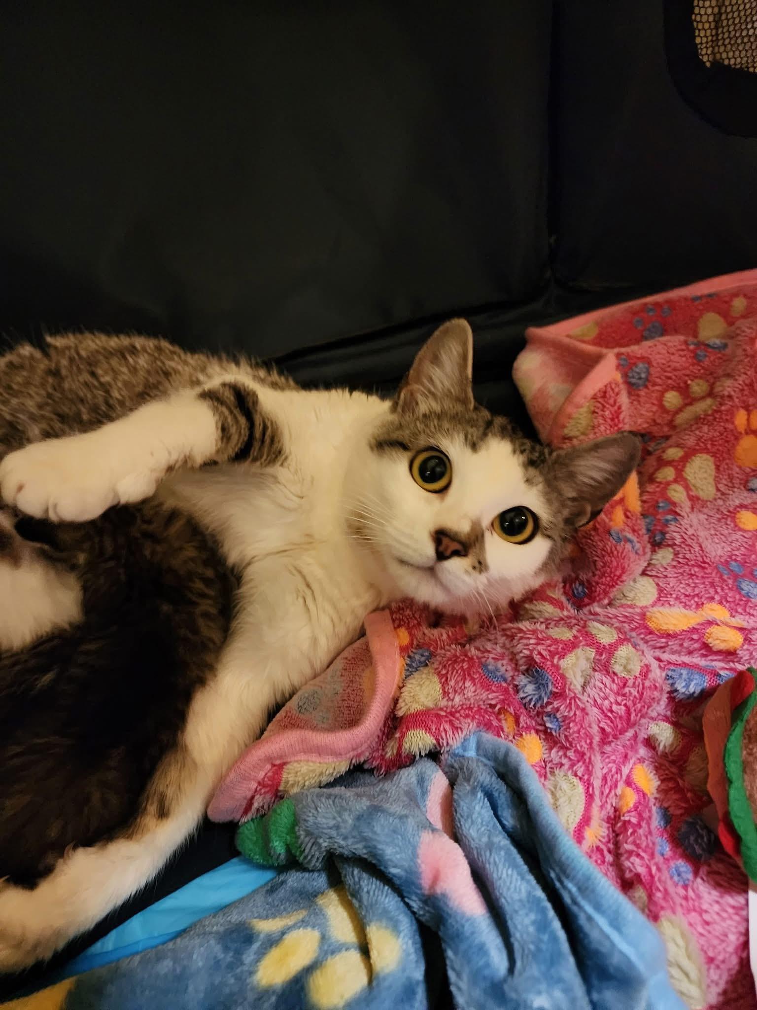 Princess G (true royalty), a ADOPTABLE Domestic Short Hair in South Lyon, MI image 6/6