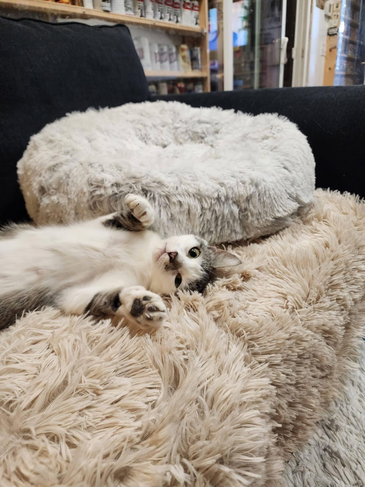 Princess G (true royalty), a ADOPTABLE Domestic Short Hair in South Lyon, MI image 5/6
