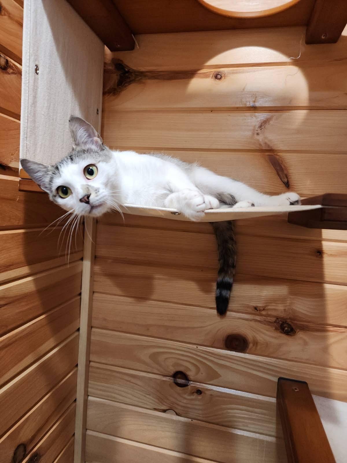 Princess G (true royalty), a ADOPTABLE Domestic Short Hair in South Lyon, MI image 3/6