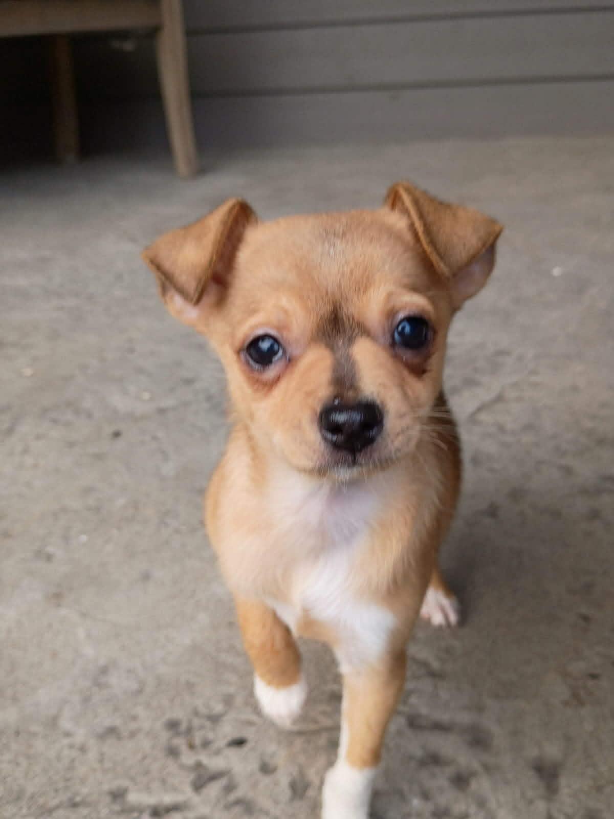Cupid, ADOPTABLE, Young Male Chihuahua.