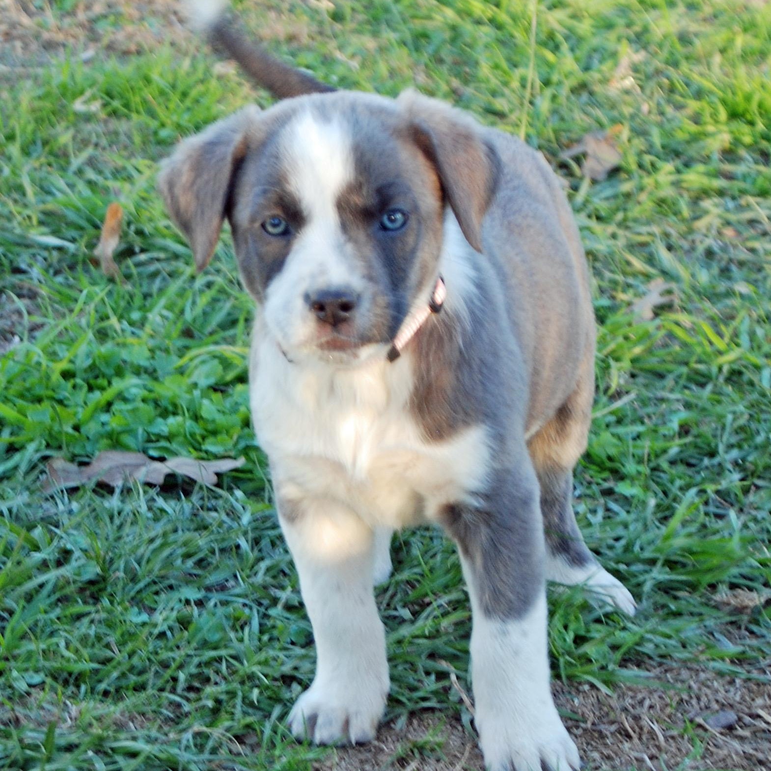 Enlarge Jasmine, a ADOPTABLE mixed breed in Madisonville, TX image 5/6