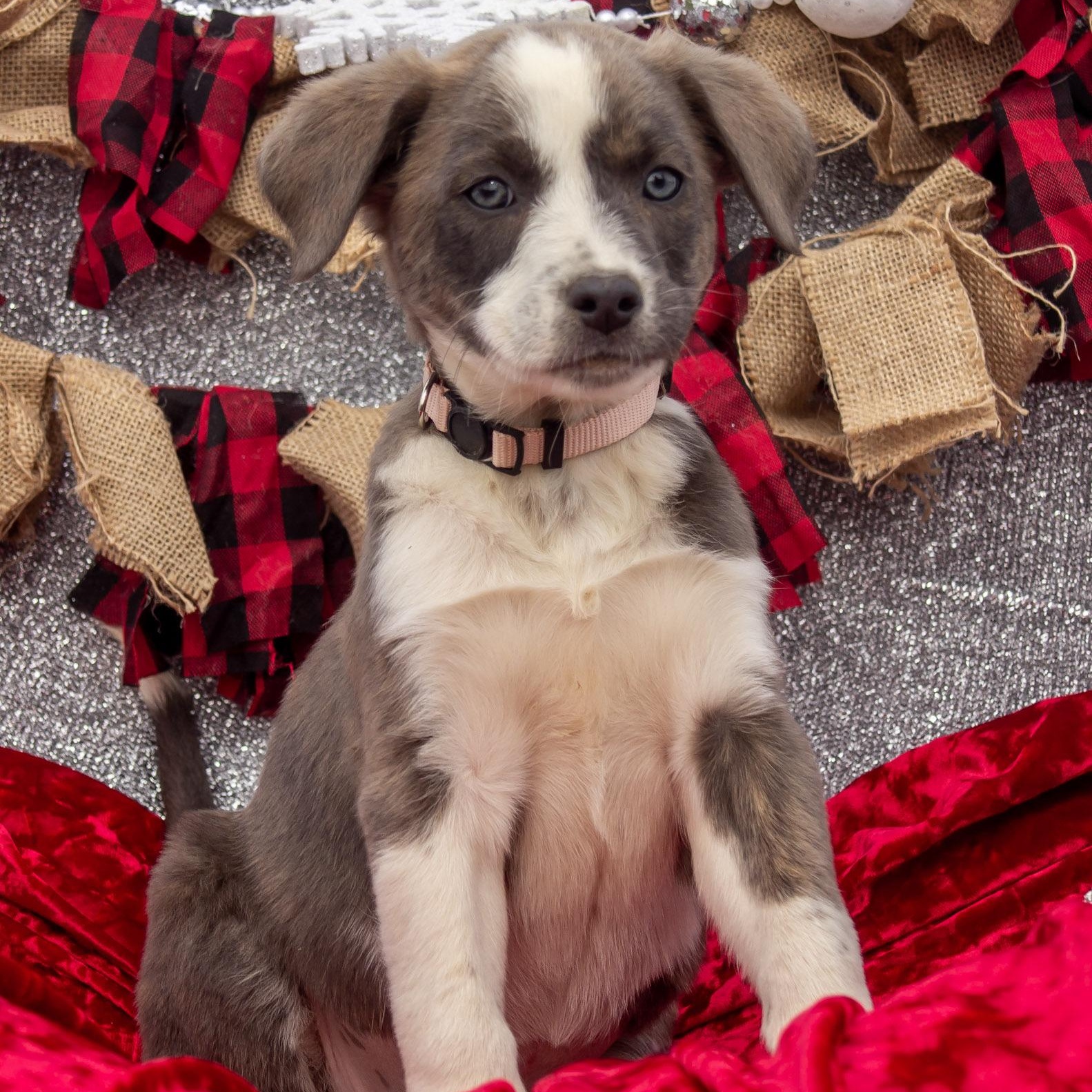 Enlarge Jasmine, a ADOPTABLE mixed breed in Madisonville, TX image 6/6